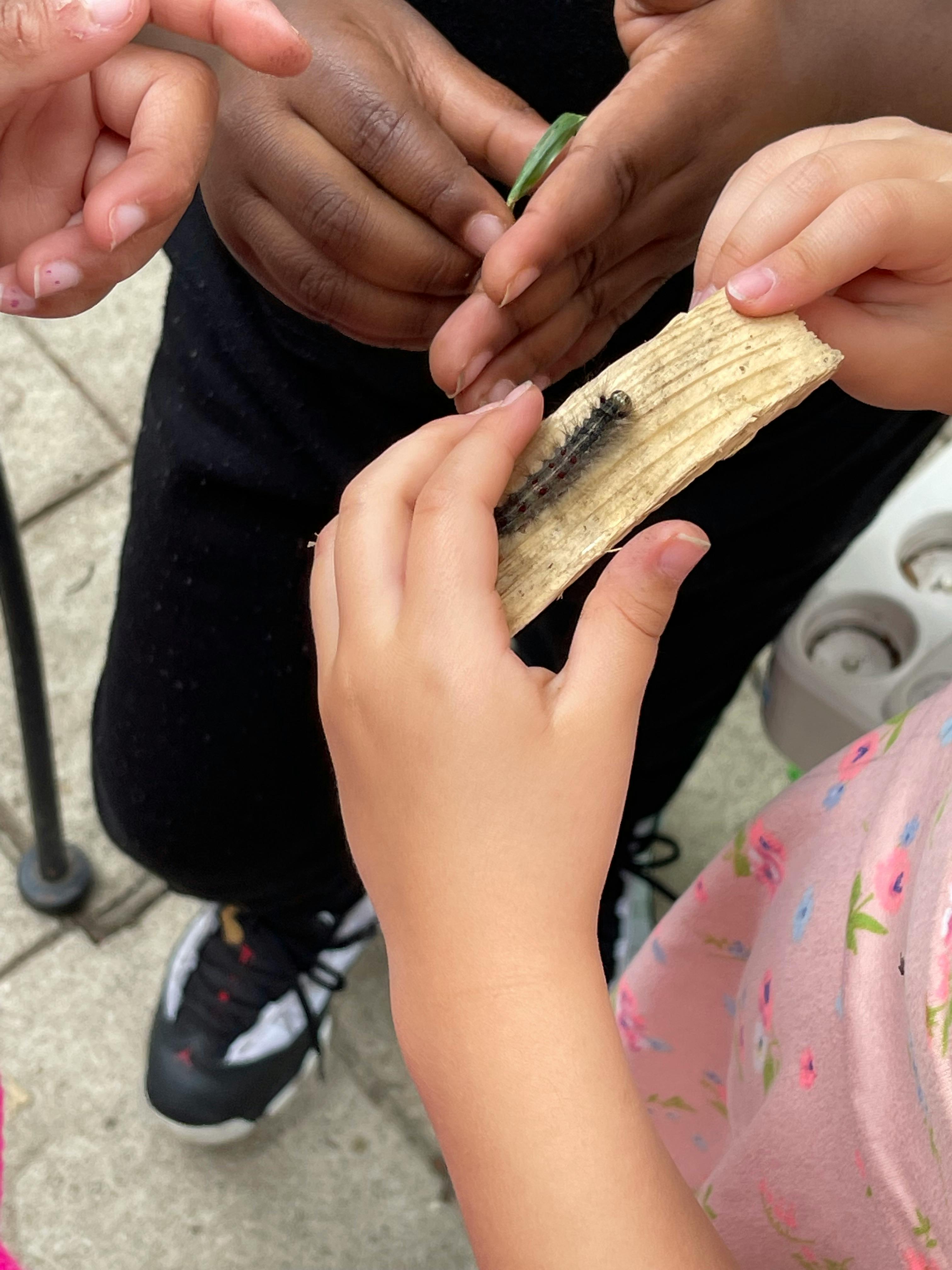 People holding a piece of wood with a caterpillar on it