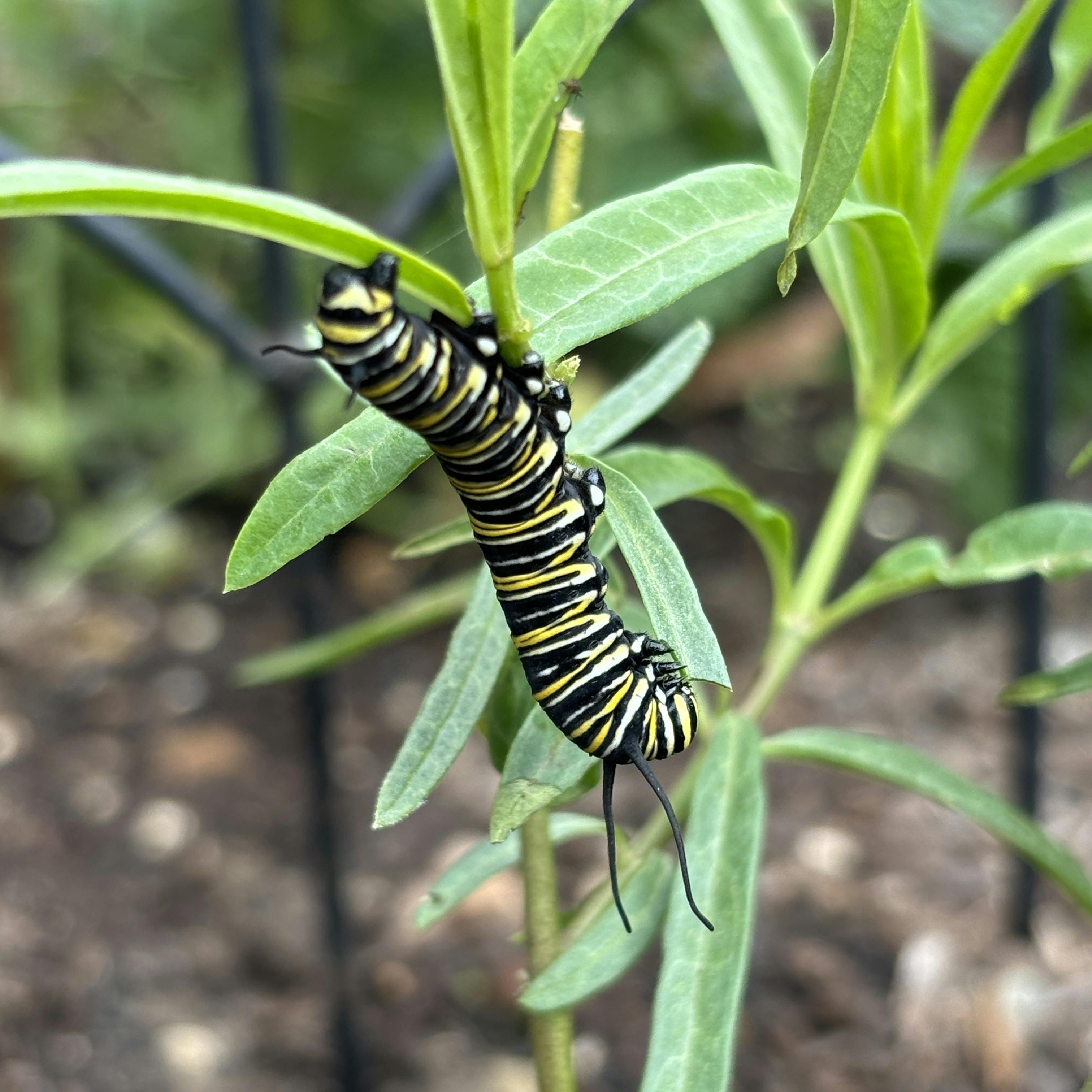 Monarch caterpillar crawling on a milkweed plant
