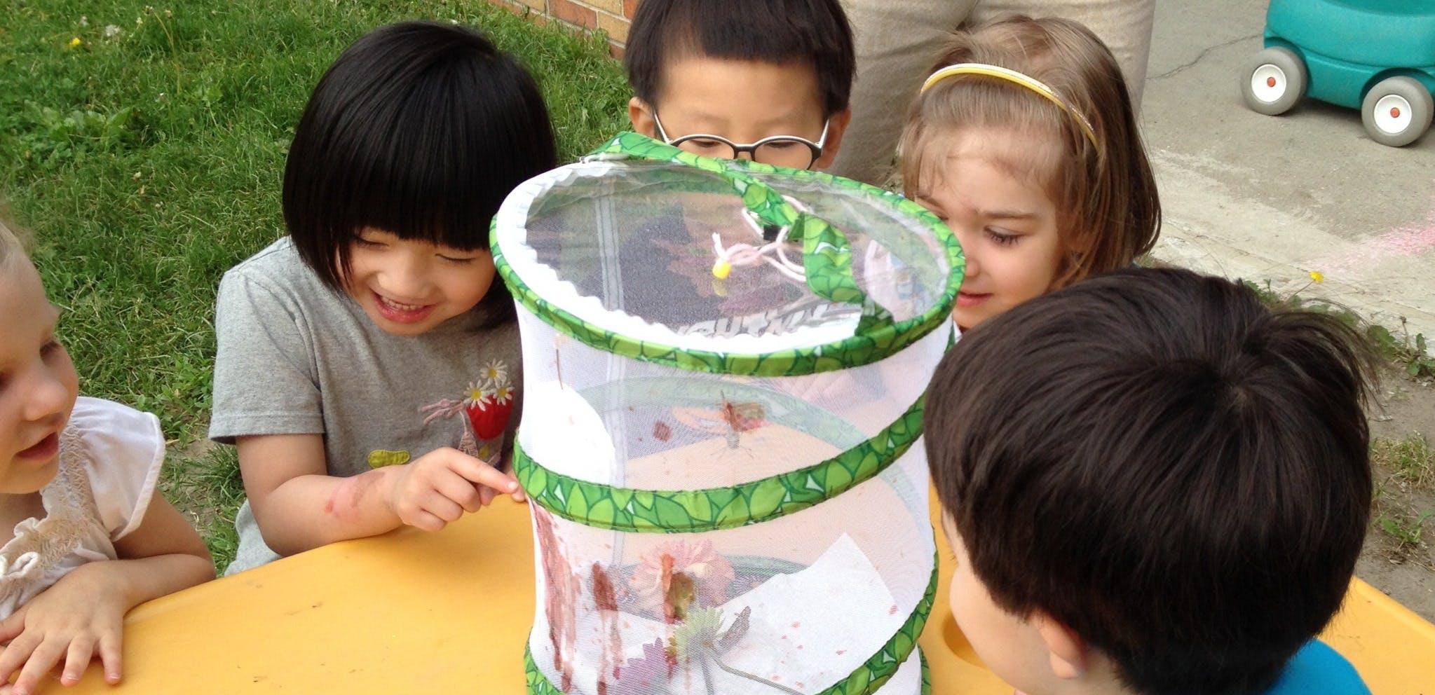 Children looking at insects in a mesh habitat