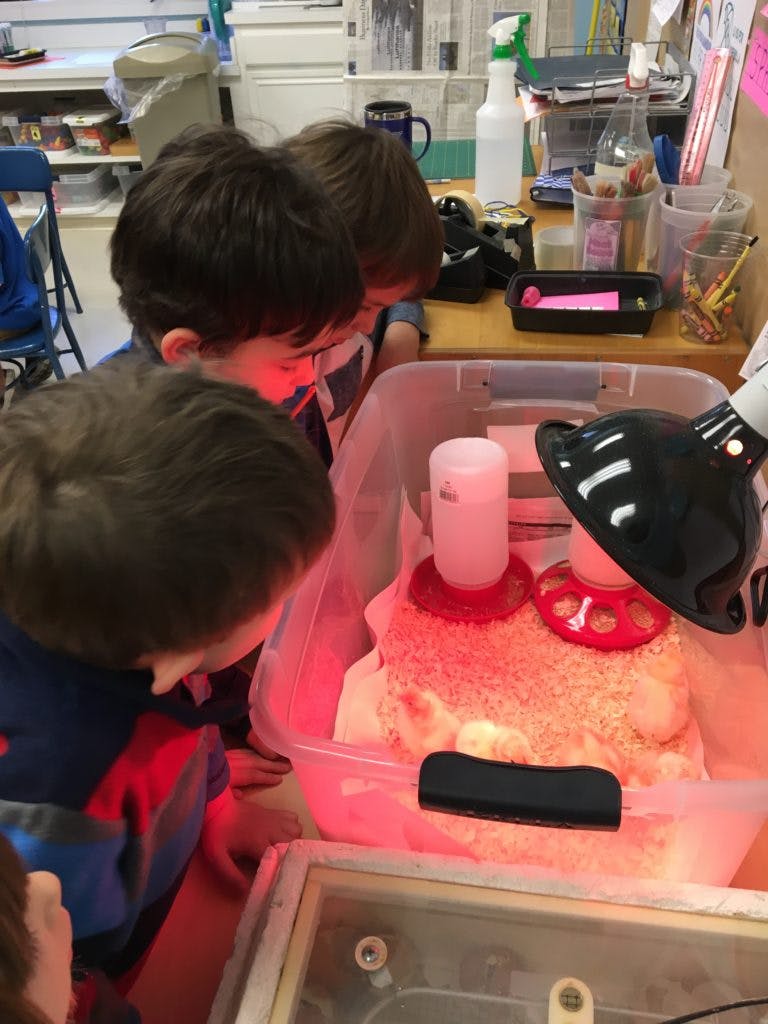 Children looking into a container with chicks under a heat lamp