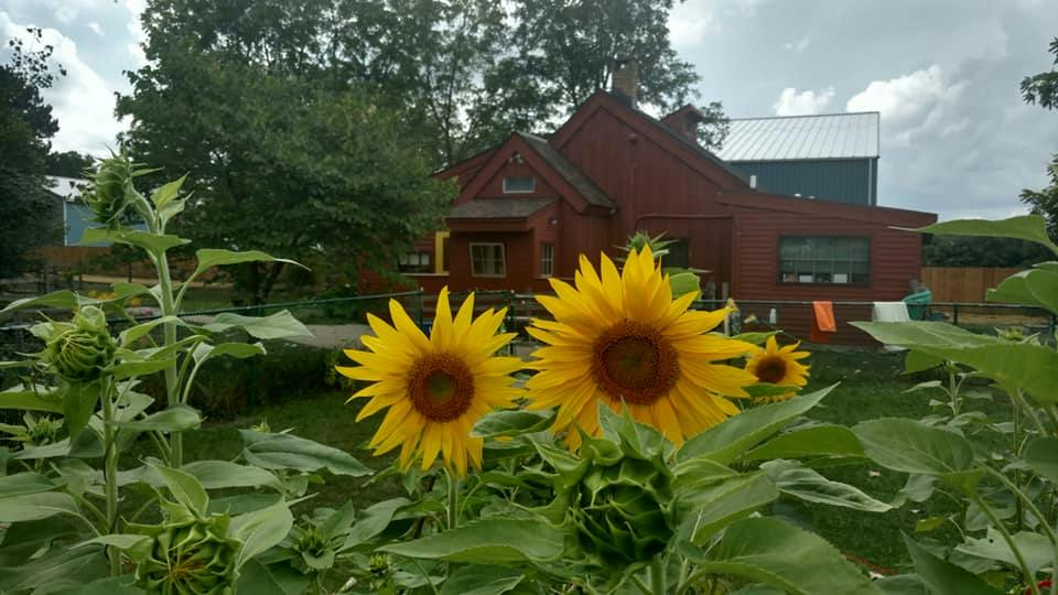 Sunflowers in front of a red building