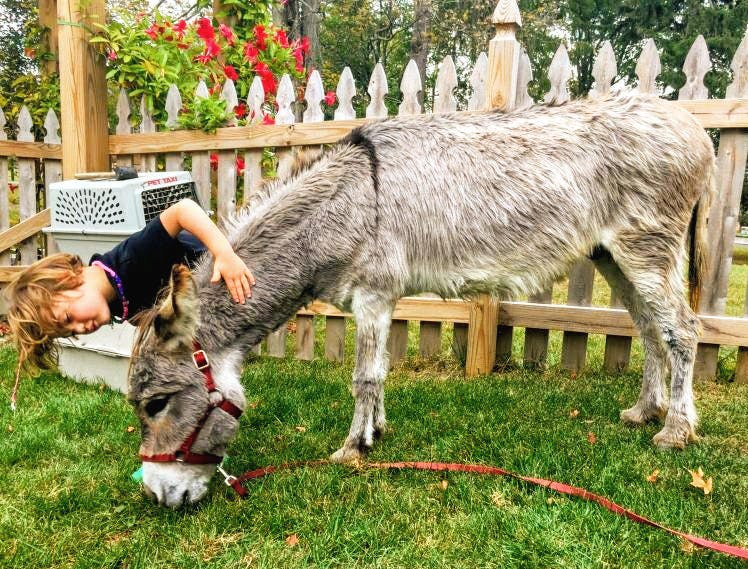 Child petting a donkey grazing on grass