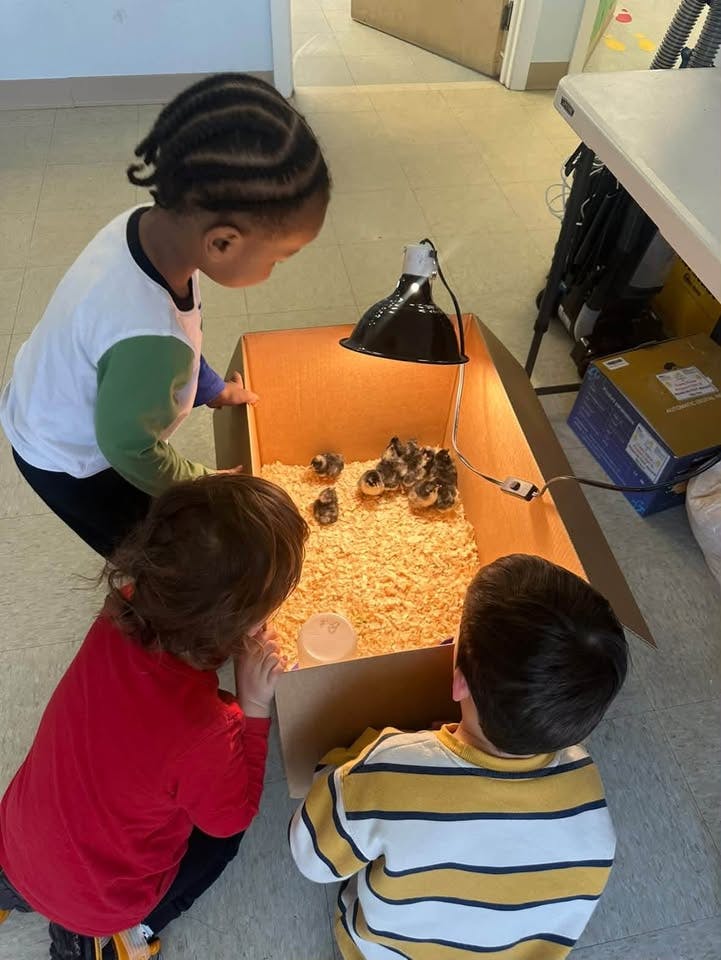 Three children looking at a box of chicks under a heat lamp