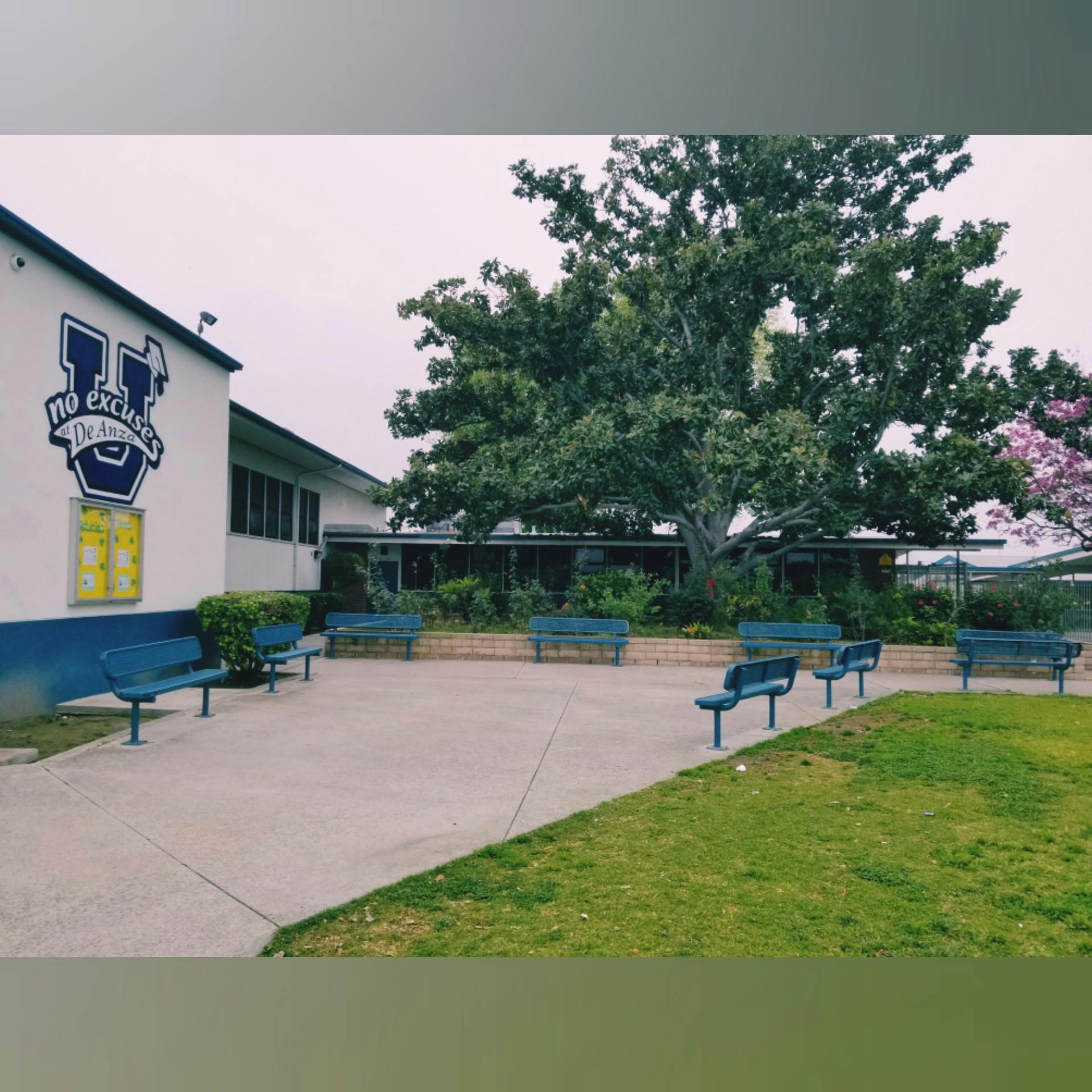 School building with a large tree and several blue benches