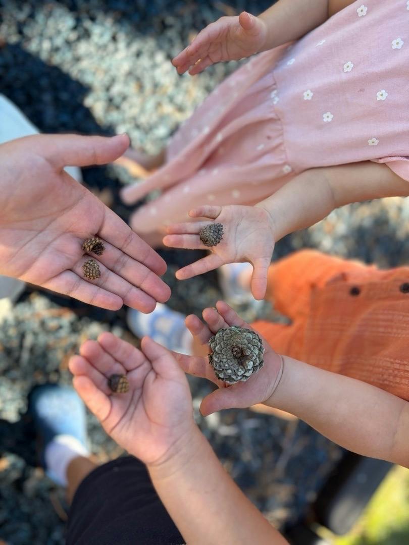 People holding small pinecones in their palms