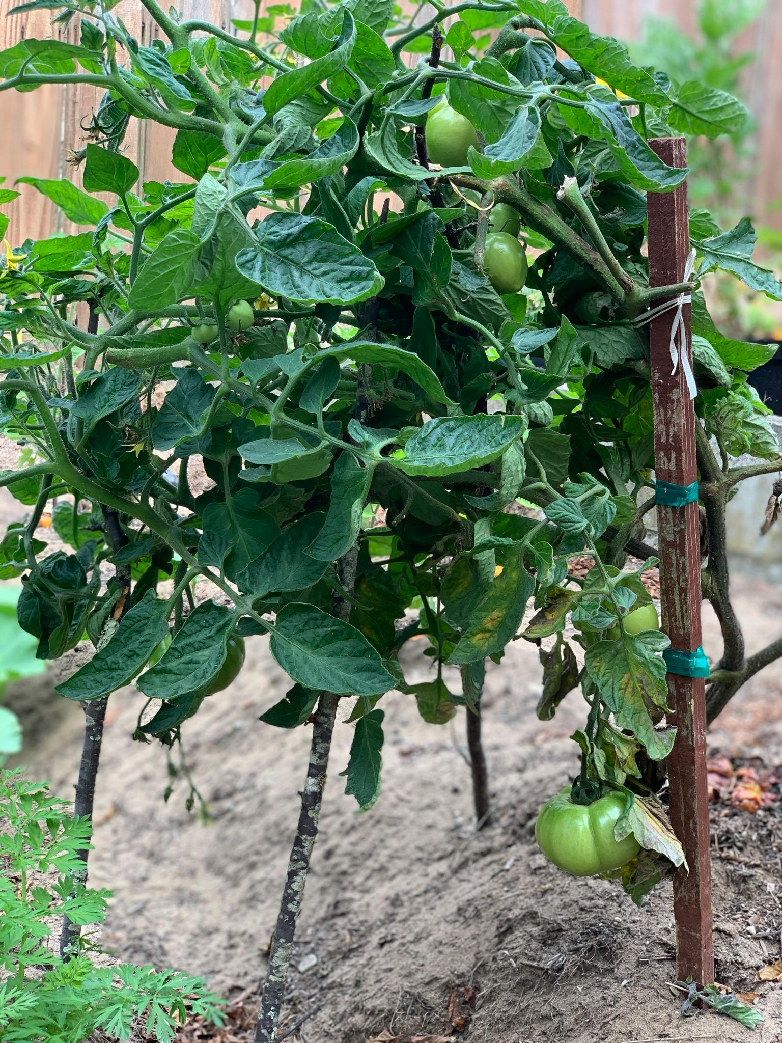 Tomato plant with green tomatoes growing
