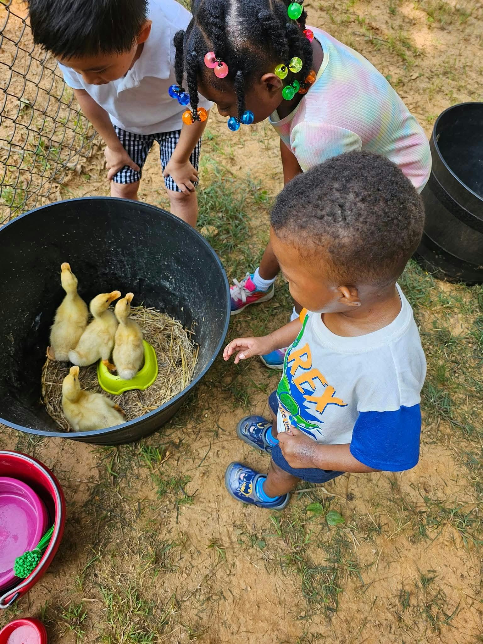 Three children looking at ducklings in a black bucket