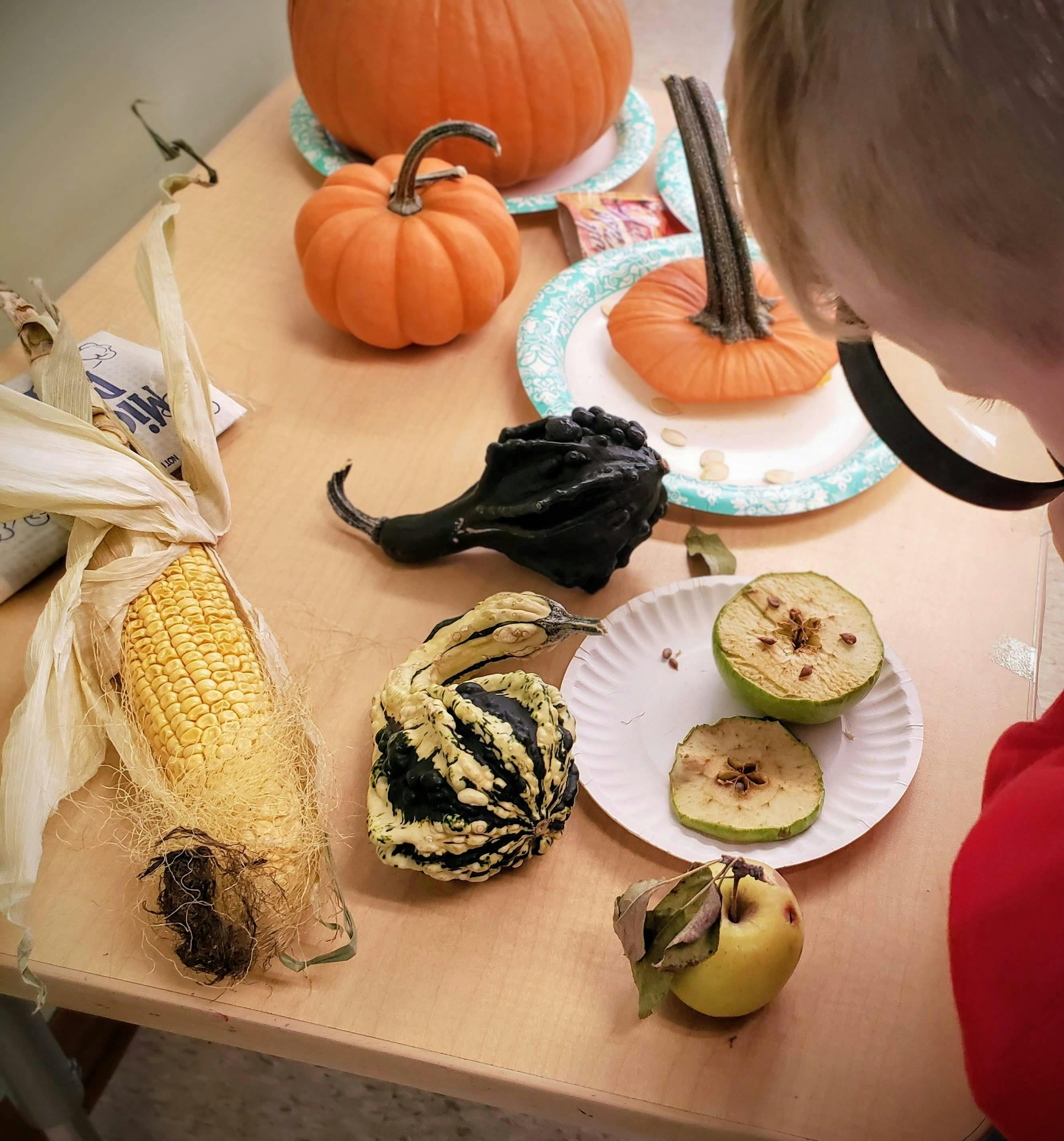 Child examining pumpkins, gourds, and sliced apples on a table