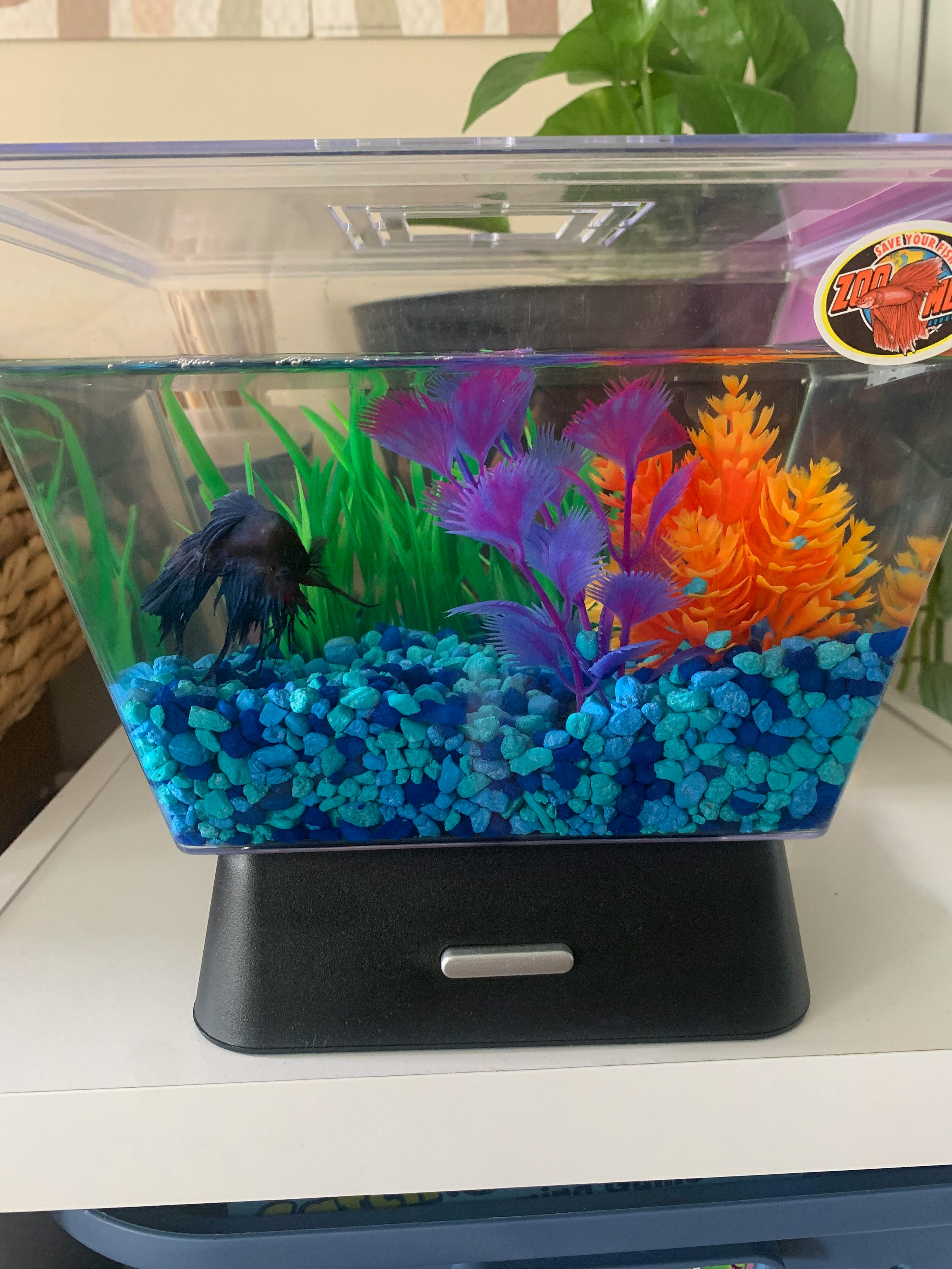 Fish in a small aquarium with blue gravel and colorful plastic plants