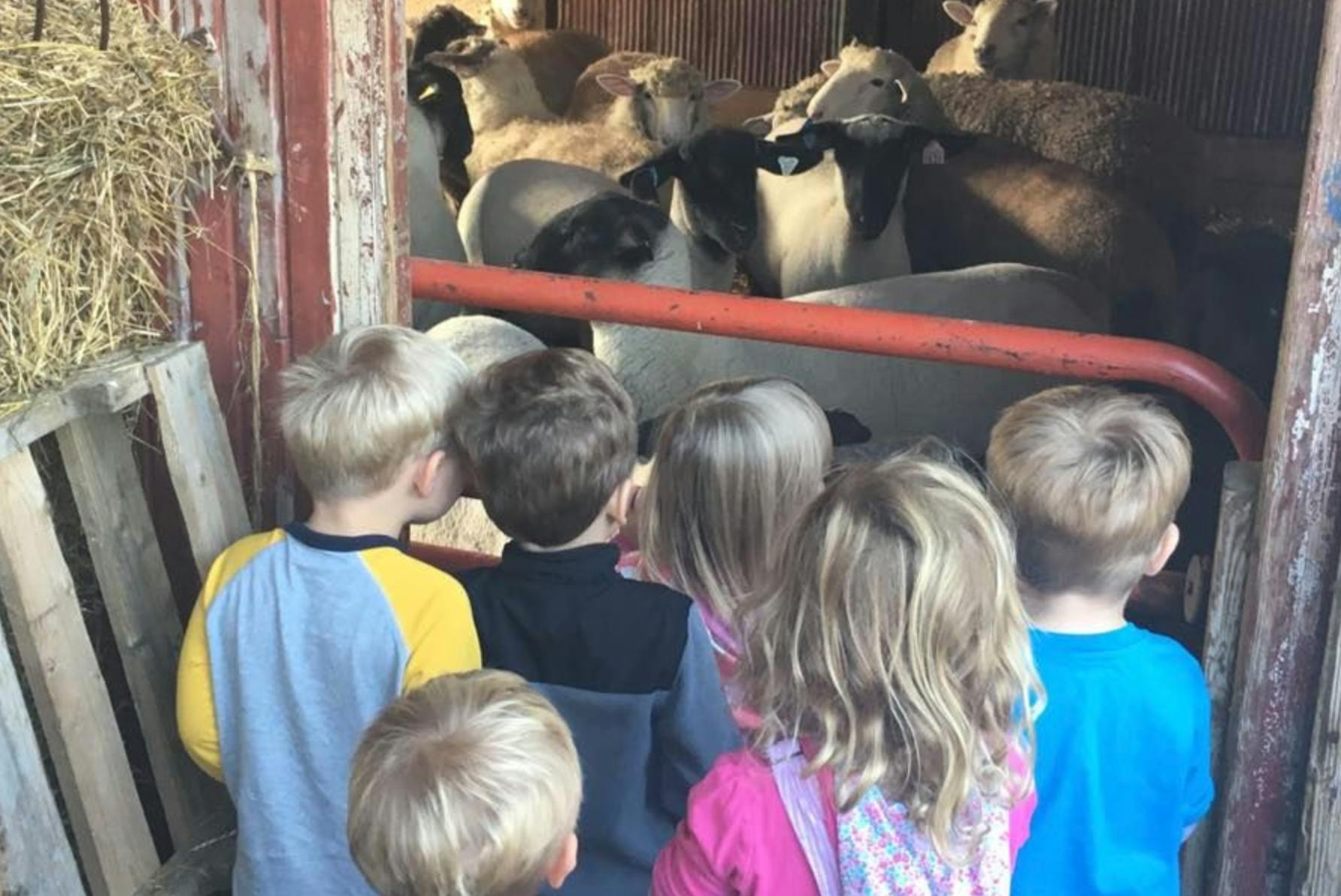 Children looking at sheep in a pen