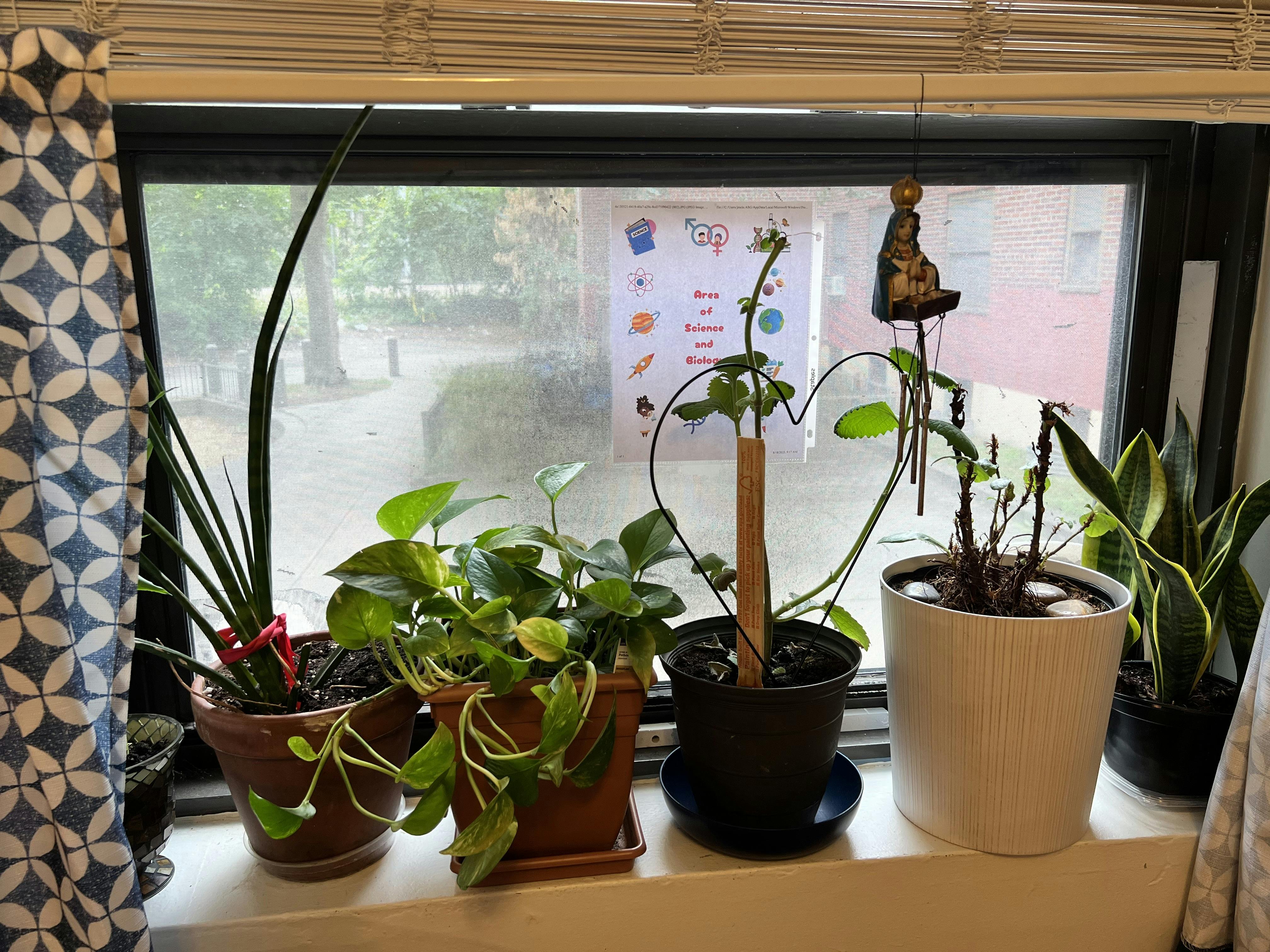 Potted plants on a windowsill