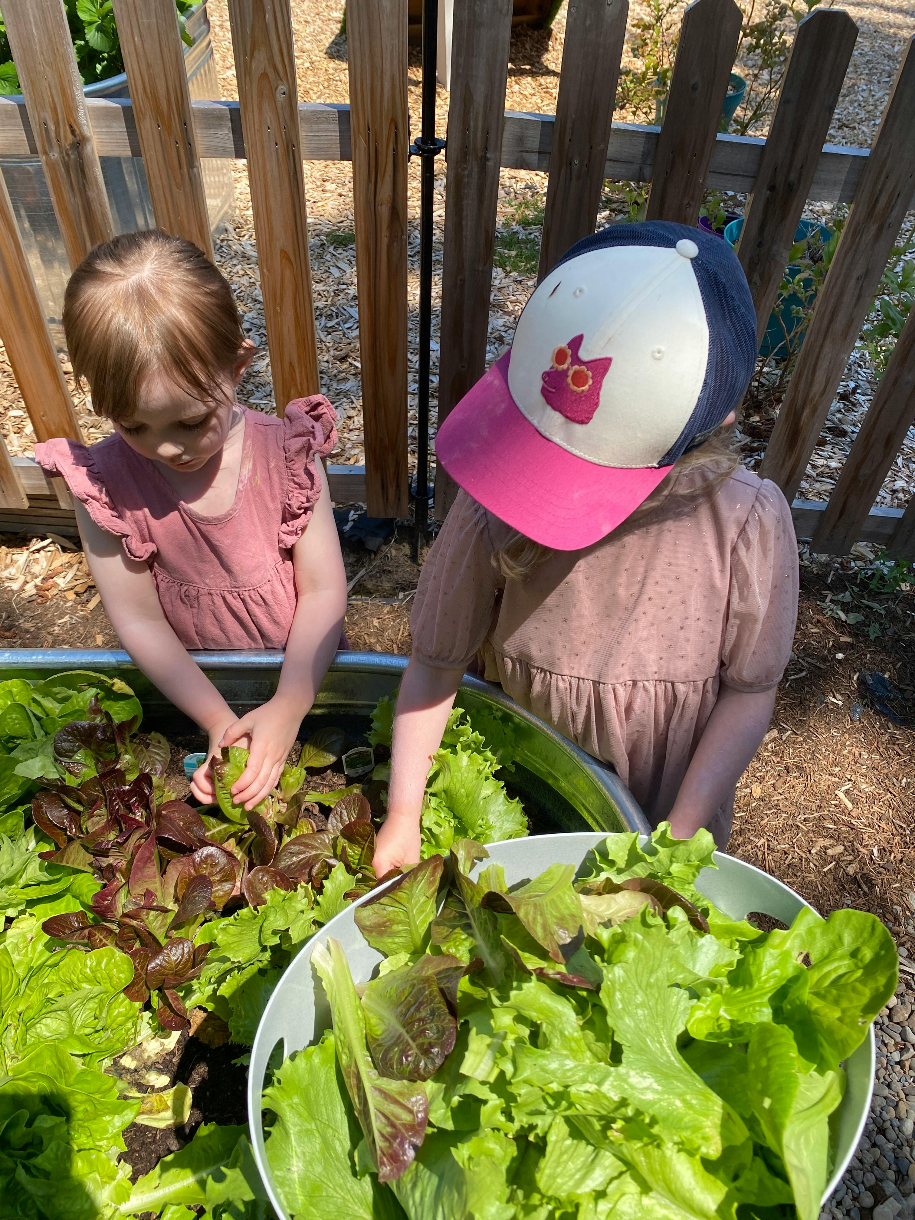 Two children harvesting lettuce in a raised garden bed