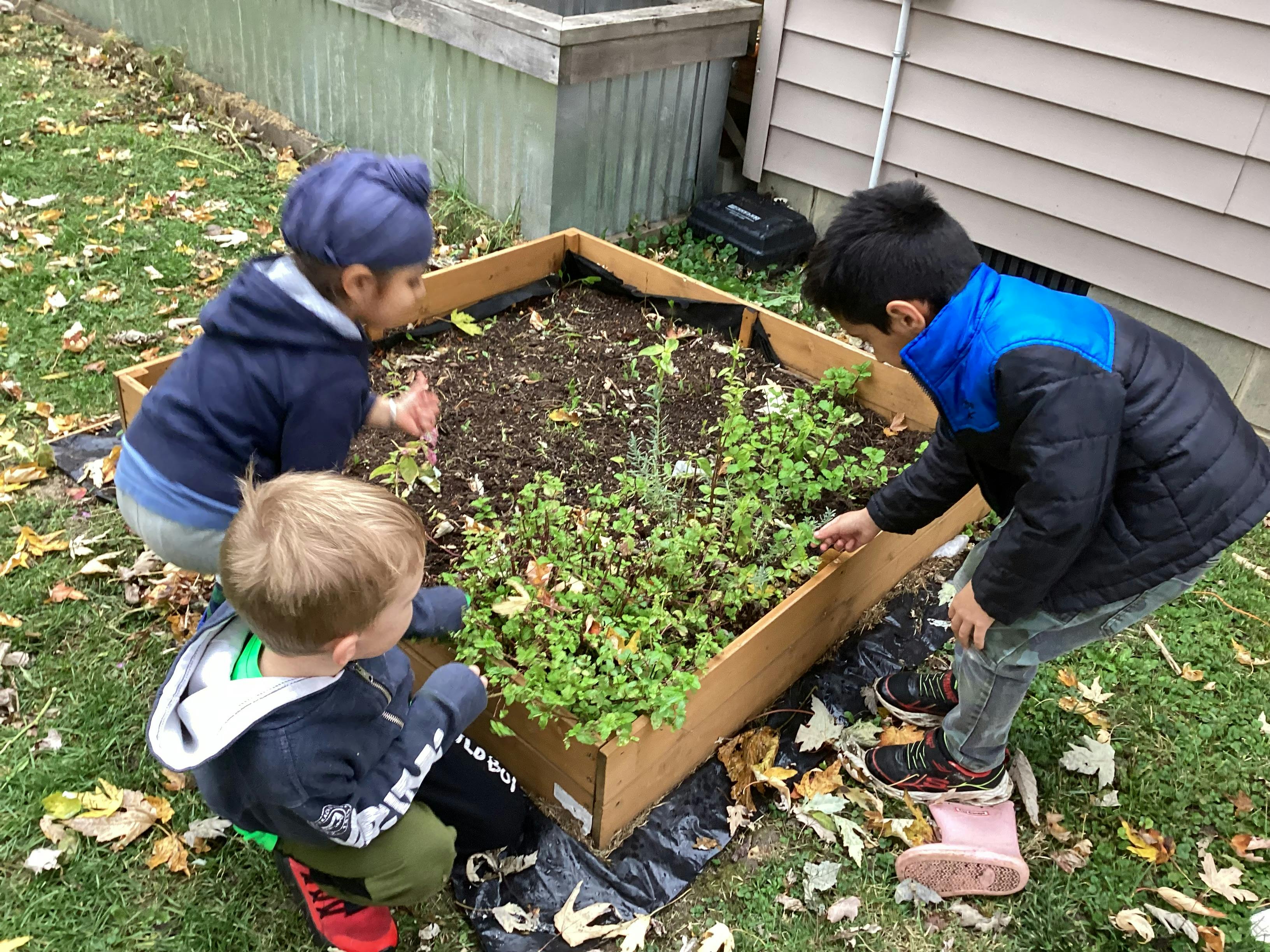 Three children looking at plants in a raised garden bed