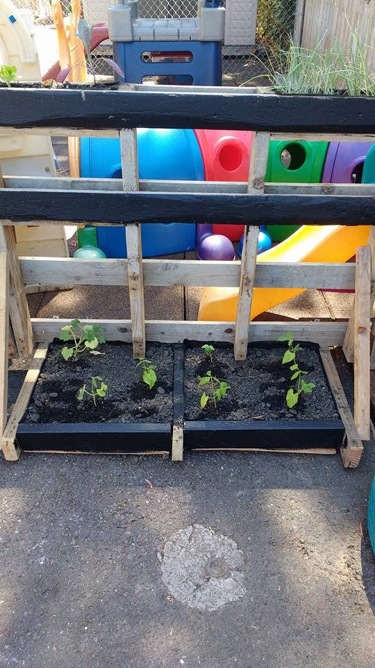 Small plants growing in two raised garden beds with a playground in the background