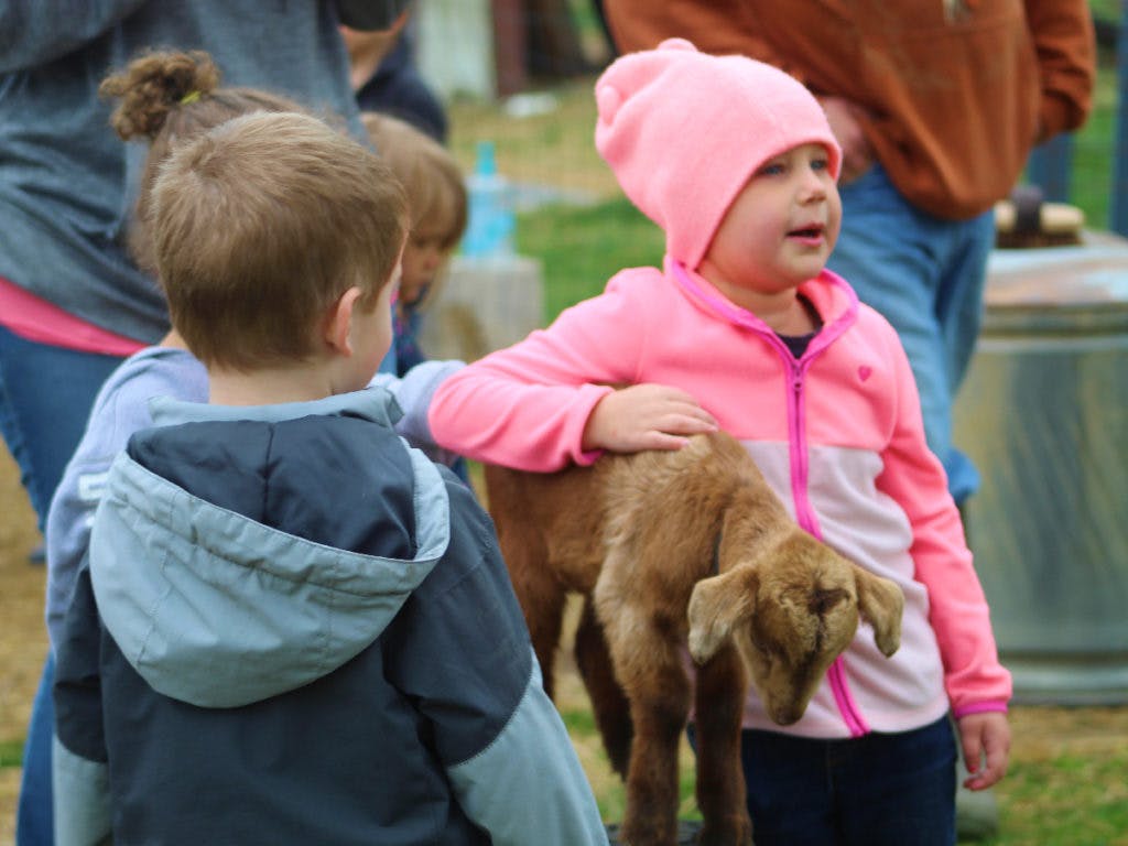 Child in pink petting a small goat
