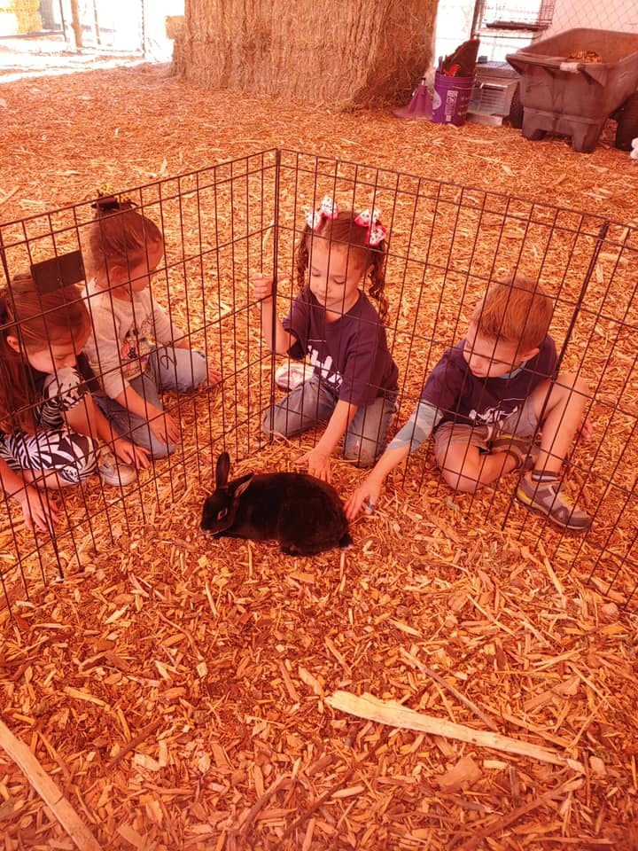 Children in a pen with a black rabbit