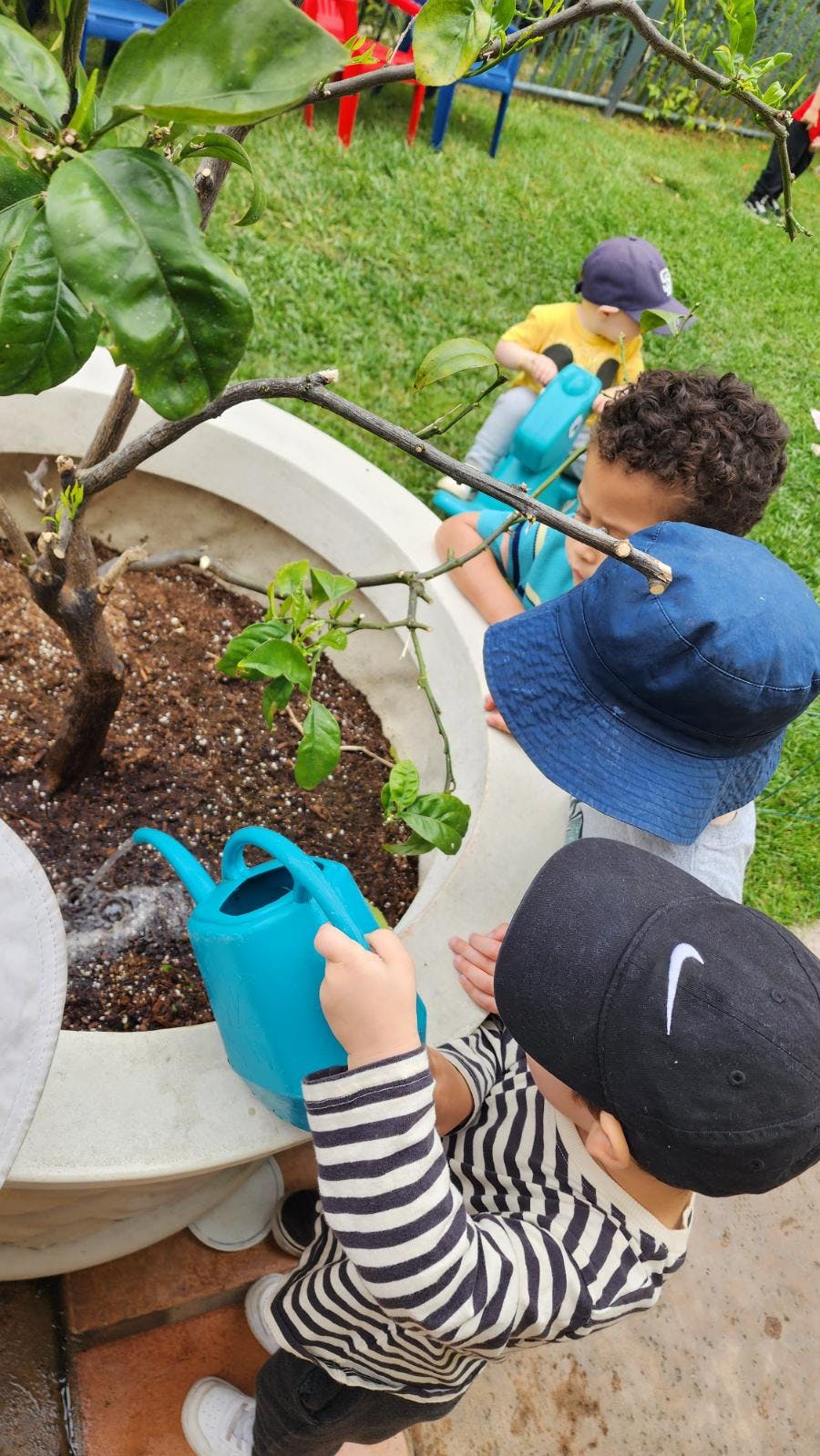Children watering a plant in a large pot