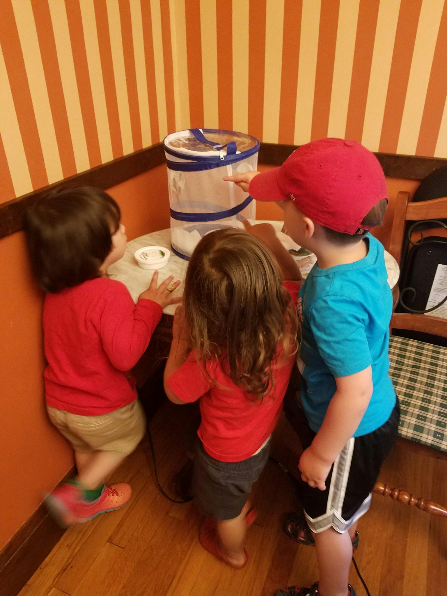 Three children looking at a mesh container on a table