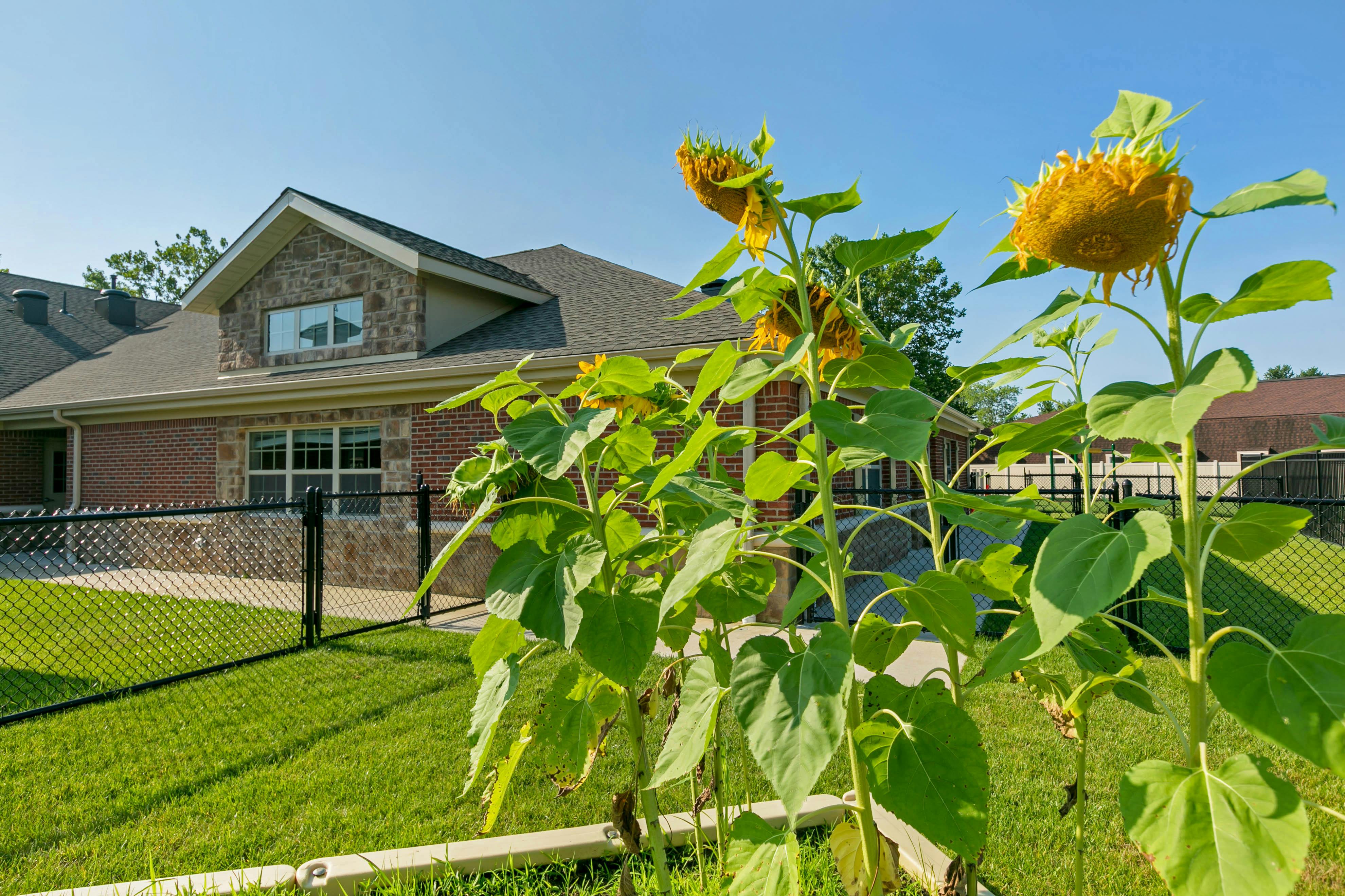 Sunflowers with wilted petals in front of a brick building and chain-link fence