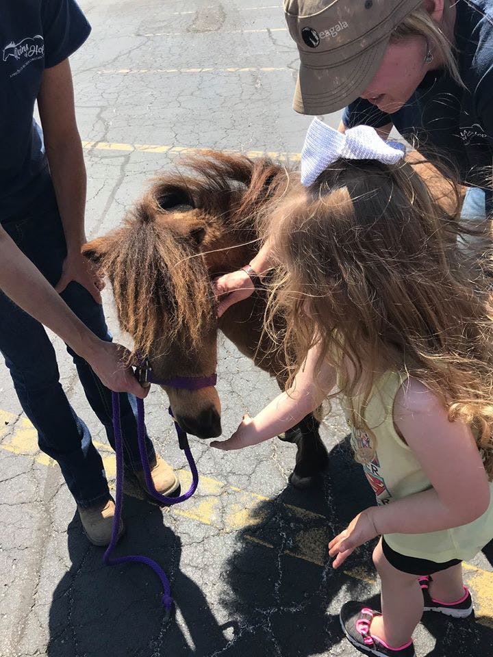 Child petting a miniature horse held by two people