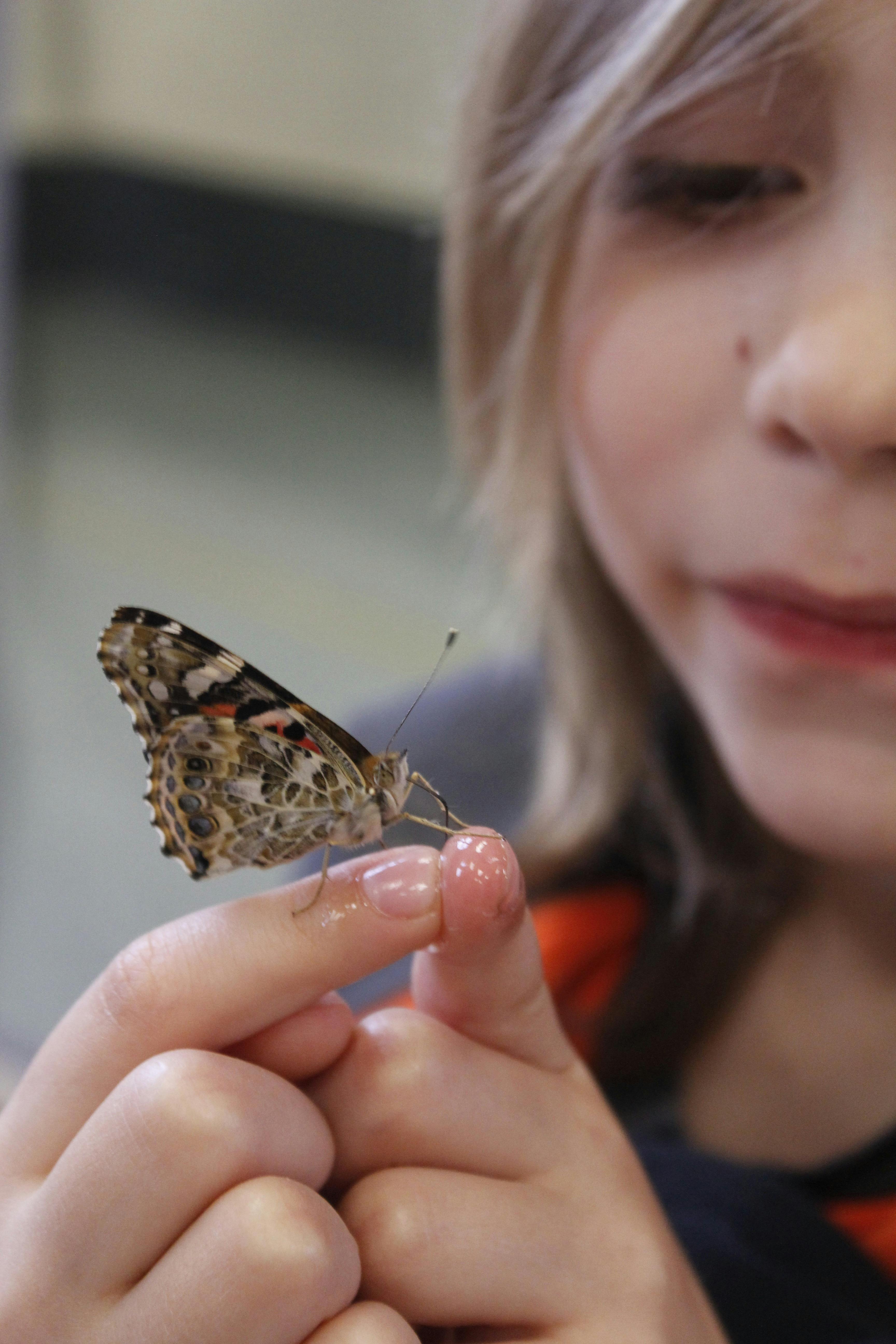 Butterfly on a child's finger