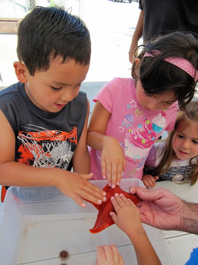 Children touching a red starfish in a container