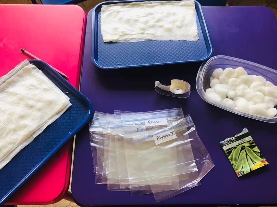 Trays with paper towels, plastic bags, cotton balls, and a seed packet