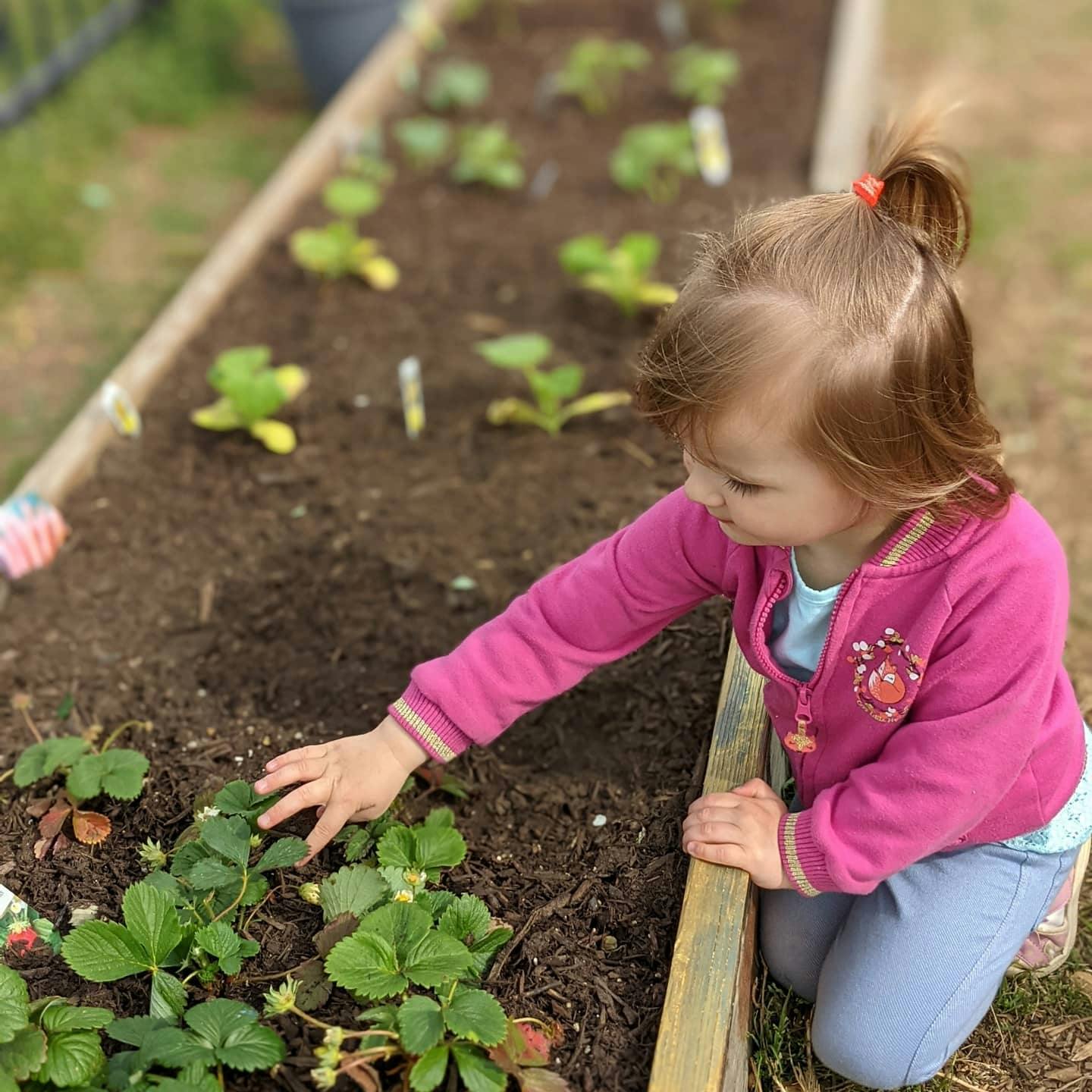 Child kneeling by a raised garden bed touching a plant