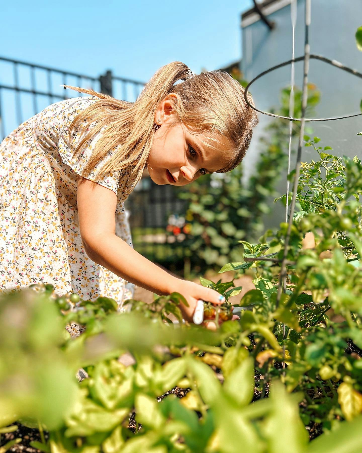 Child tending to plants in a garden