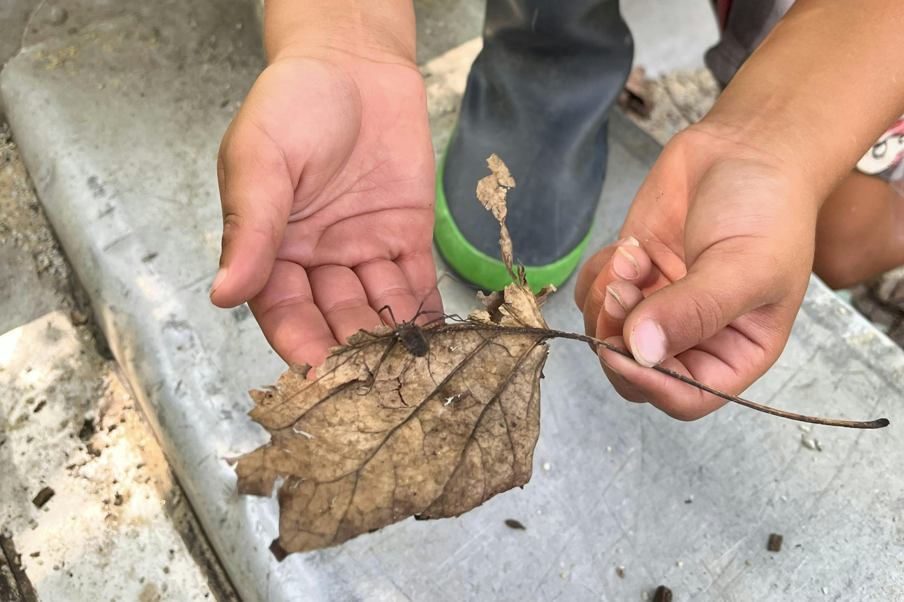 Child's hands holding a dry leaf with an insect