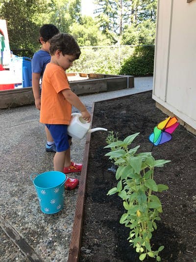 Child watering plants in a garden bed