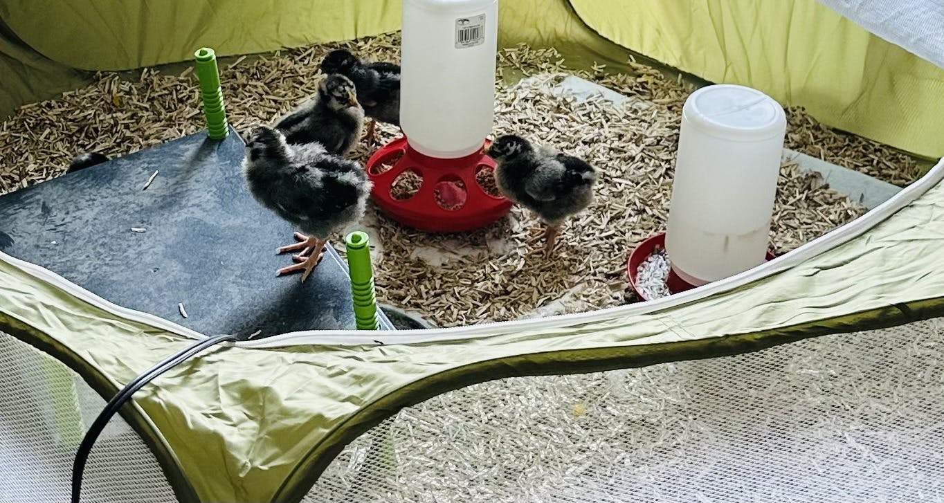 Chicks in a brooder with feeders and waterers