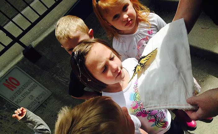 Children looking at a butterfly on a white cloth