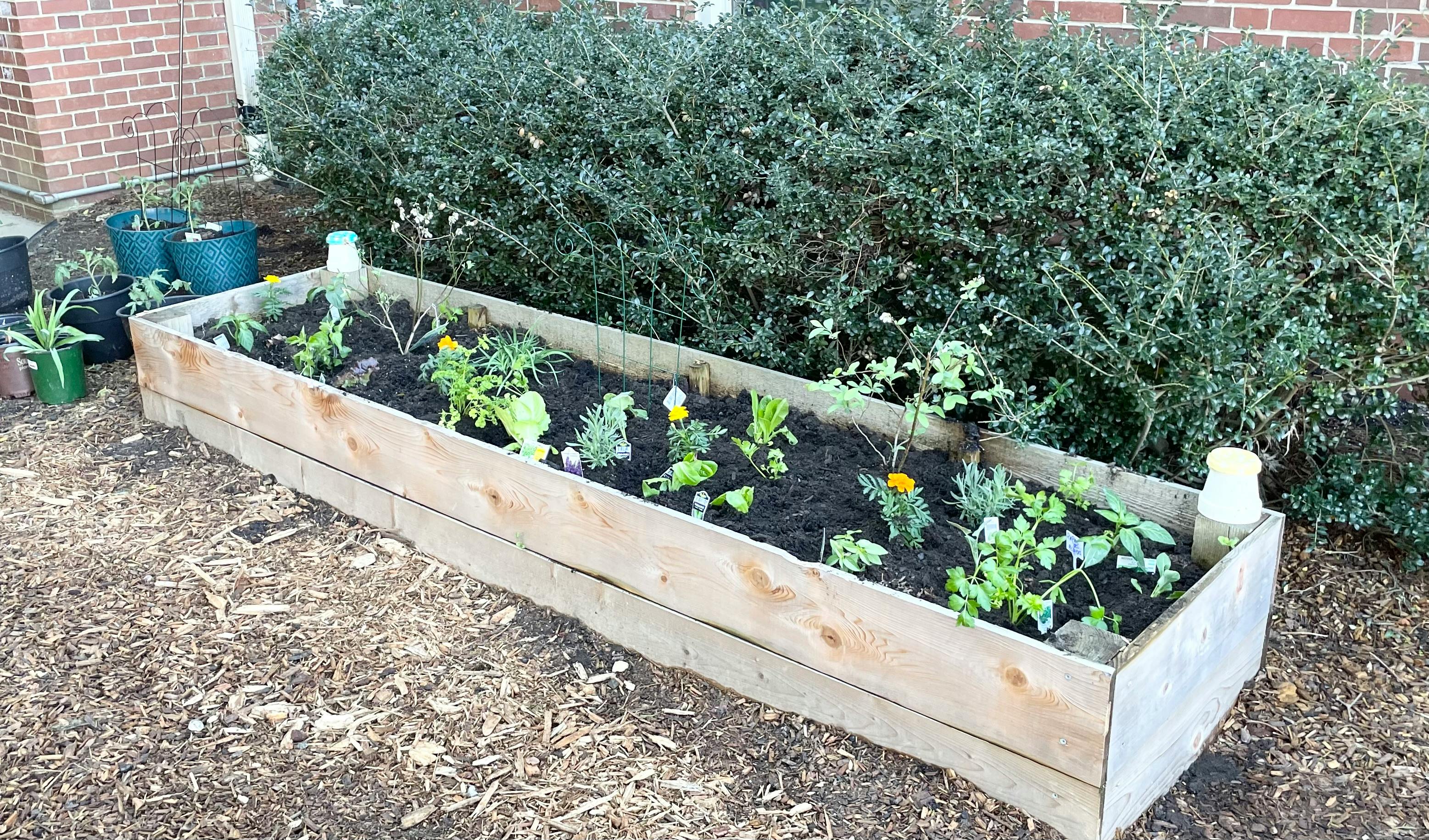 Raised garden bed with small plants
