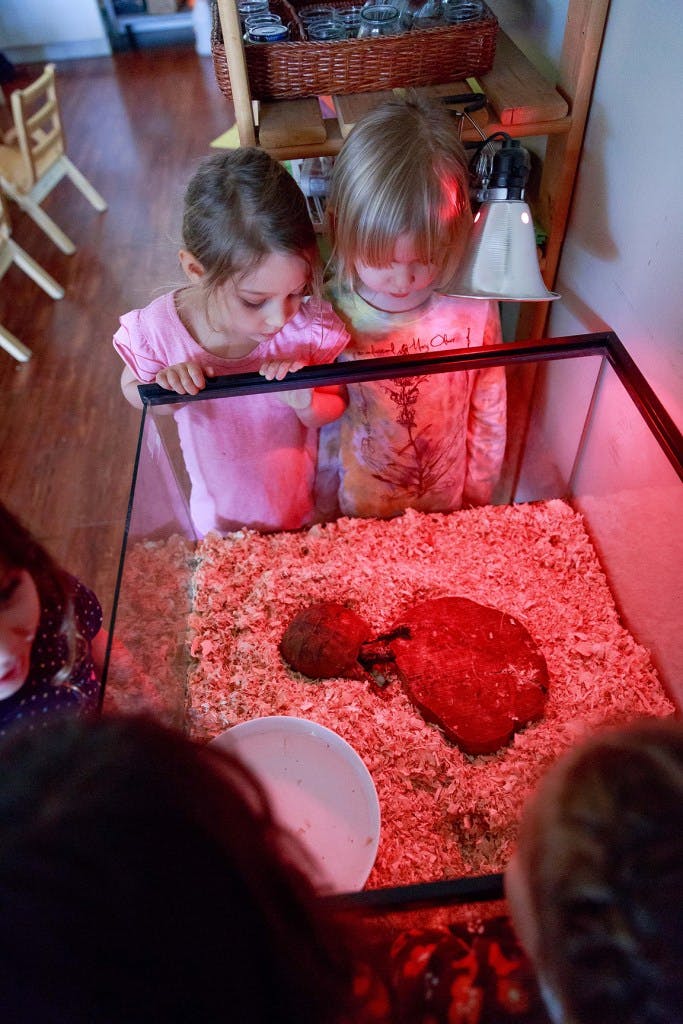 Two children looking into a glass enclosure with wood shavings and a red heat lamp