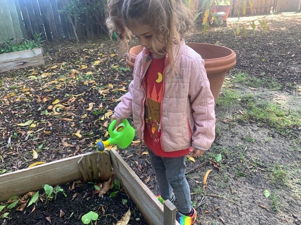 Child watering plants in a raised garden bed with a green watering can