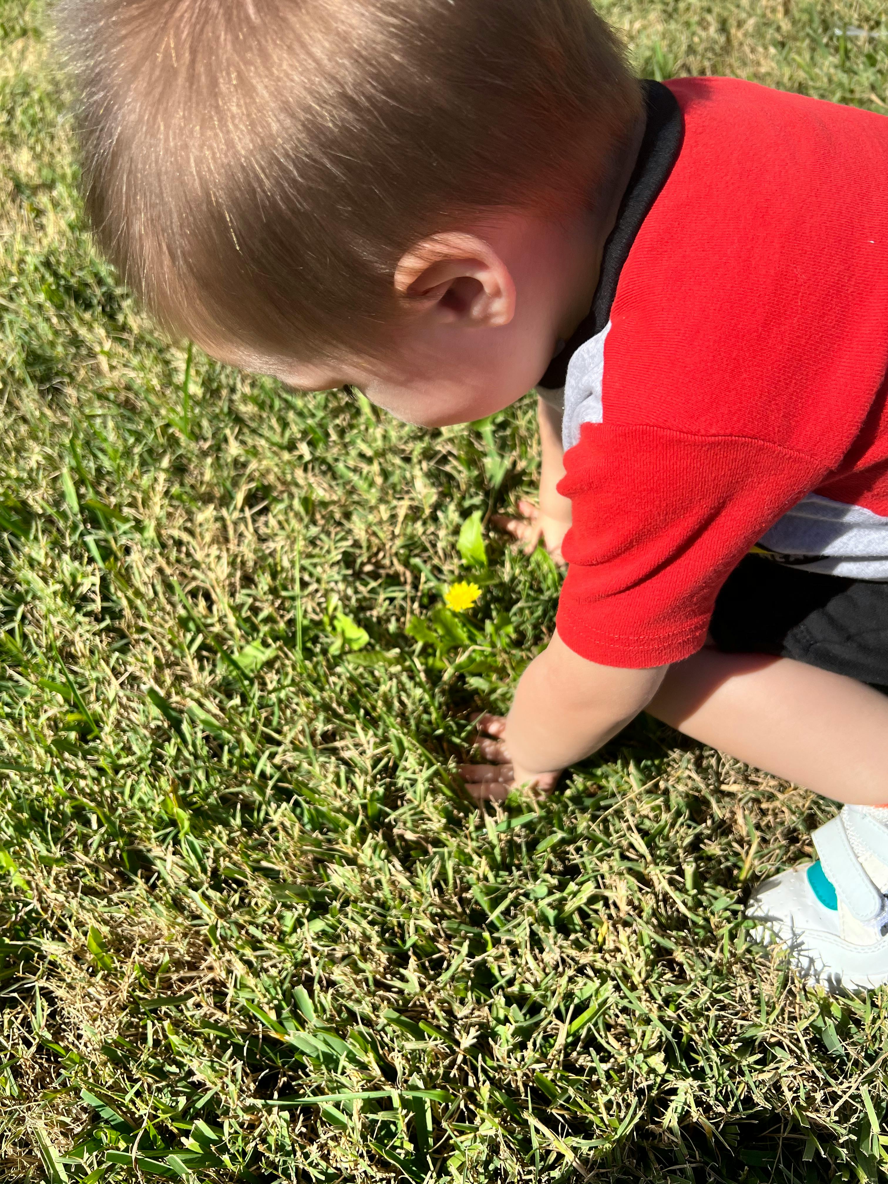Child on hands and knees looking at a yellow flower in the grass