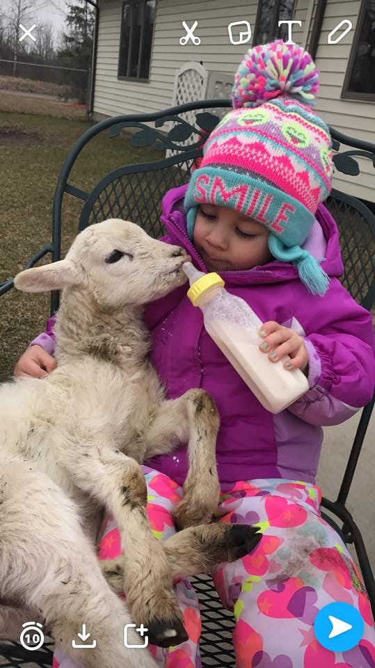 Child feeding a lamb with a bottle