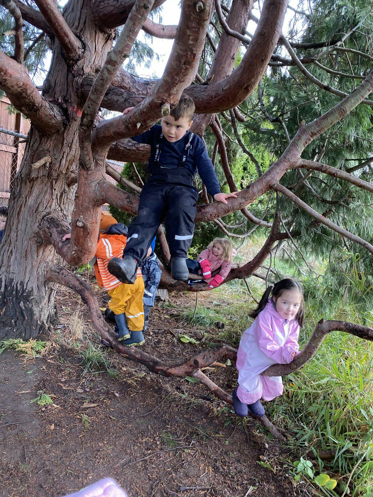 Children climbing on tree branches outdoors