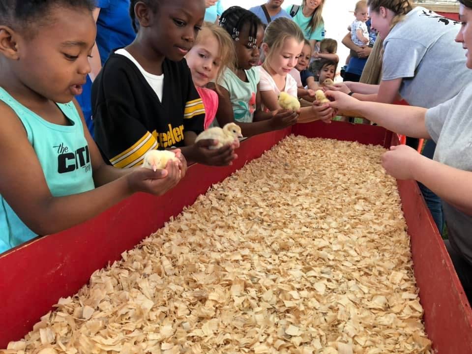 Children holding chicks over a bin of wood shavings