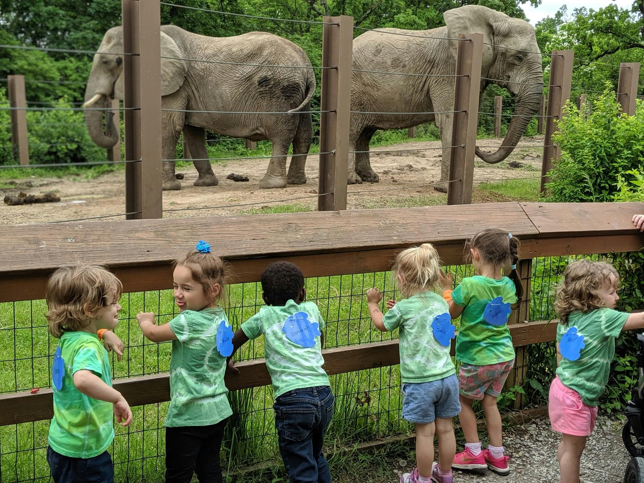 Children looking at elephants at a zoo