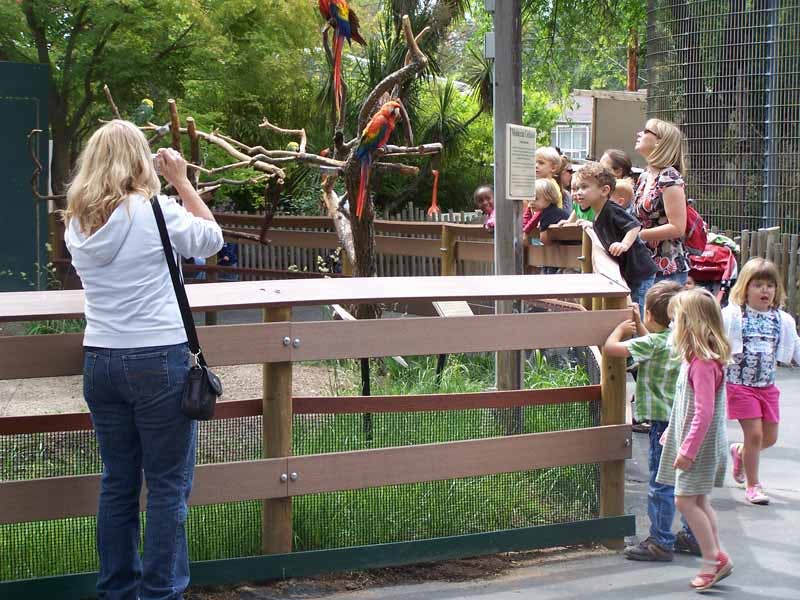 People and children watching parrots in an enclosure