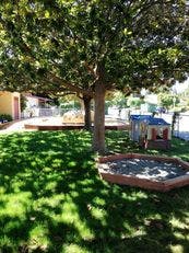 Tree in a grassy yard with a sandbox and play structure