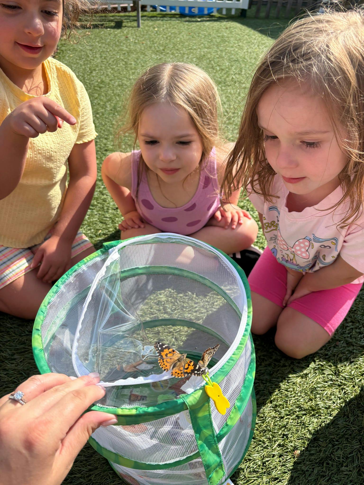 Three children observing a butterfly in a mesh habitat