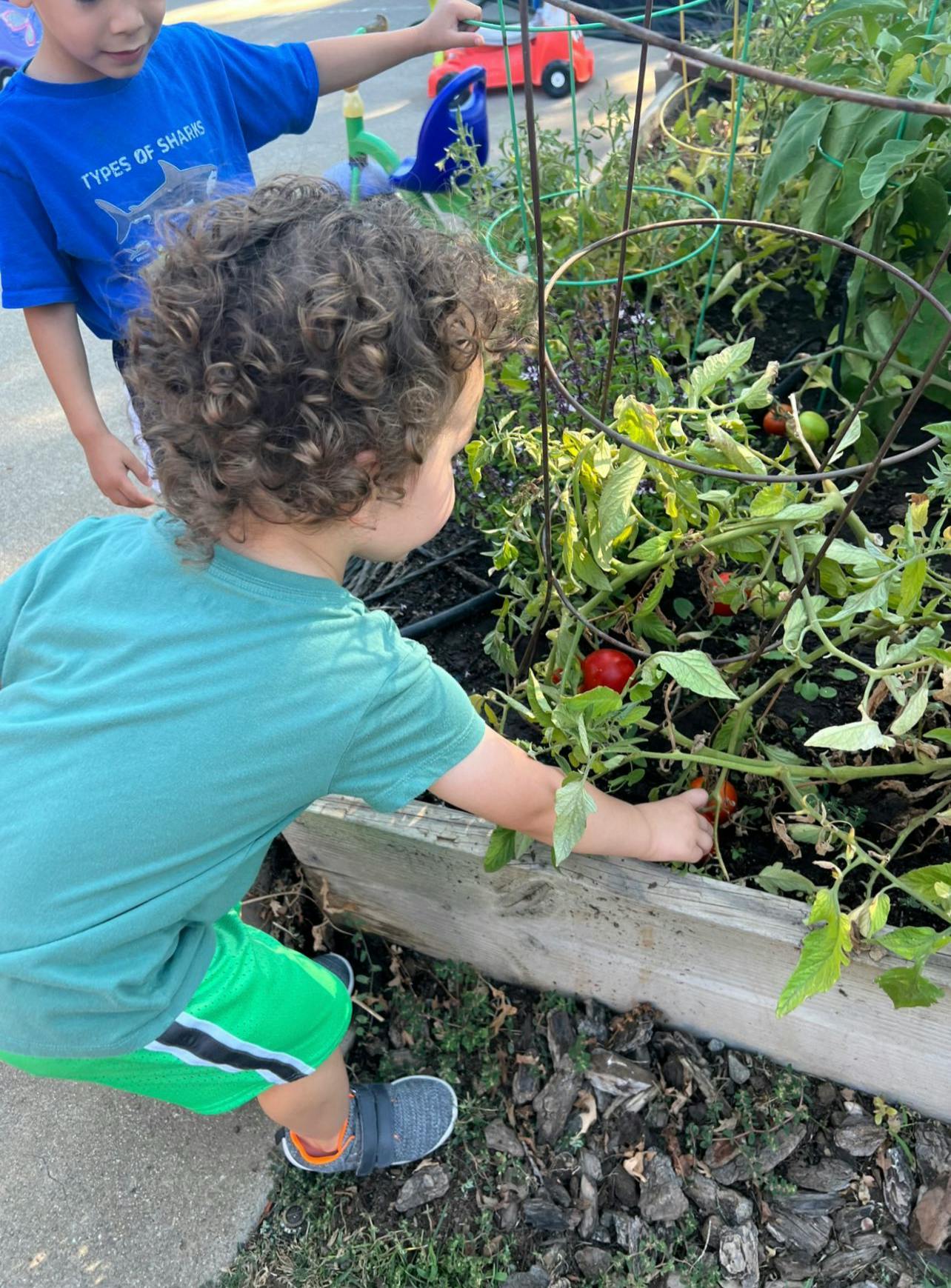 Child reaching for tomatoes in a garden bed