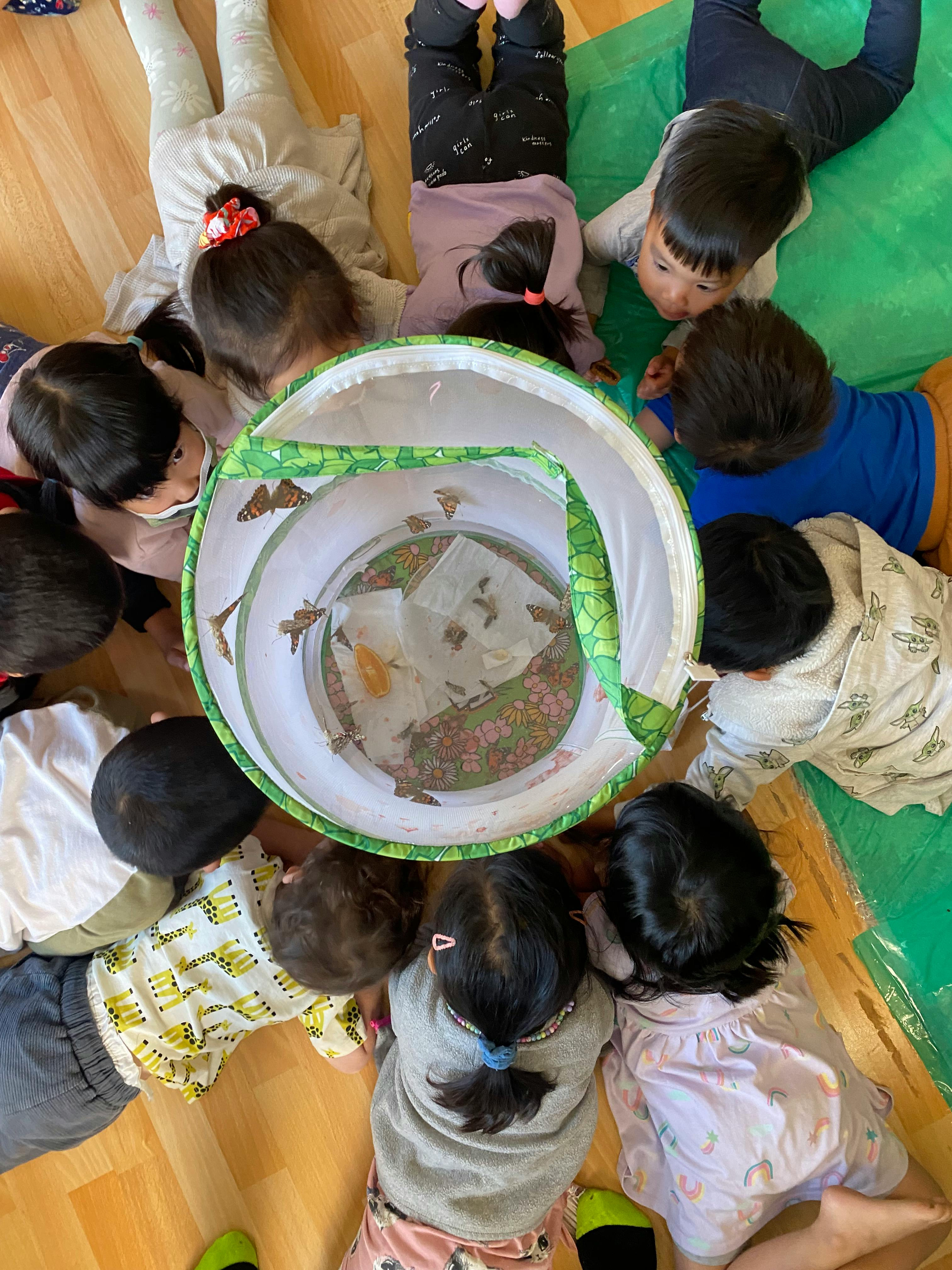Children lying on the floor looking at butterflies in a mesh enclosure