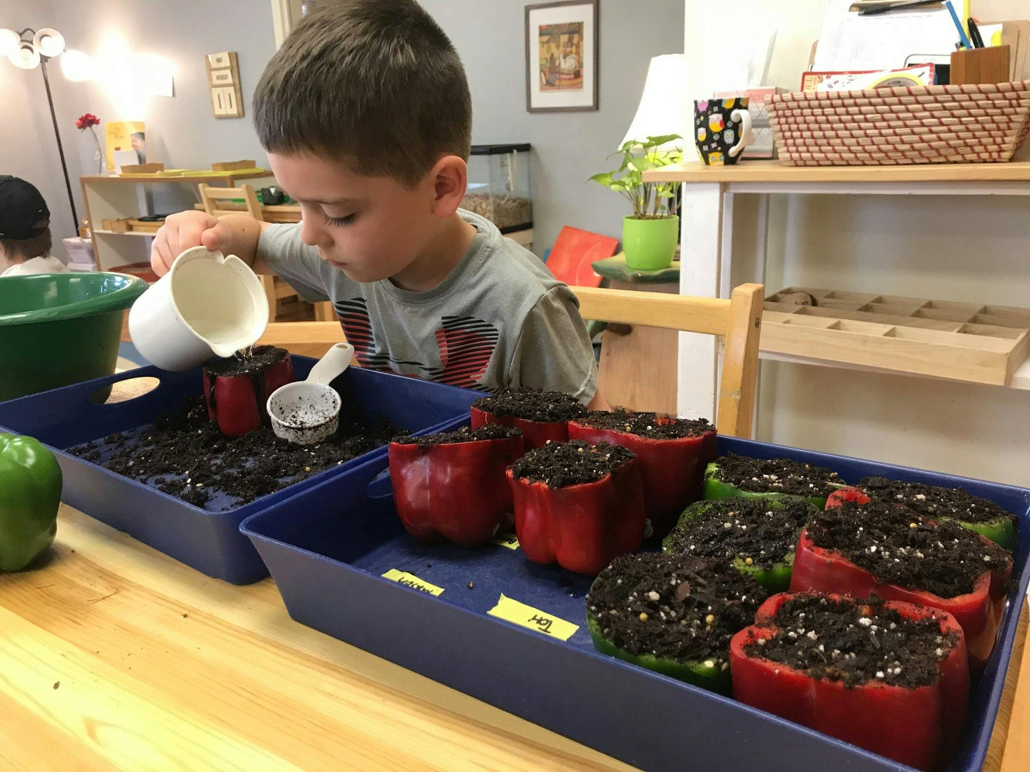 Child watering plants in bell pepper halves filled with soil