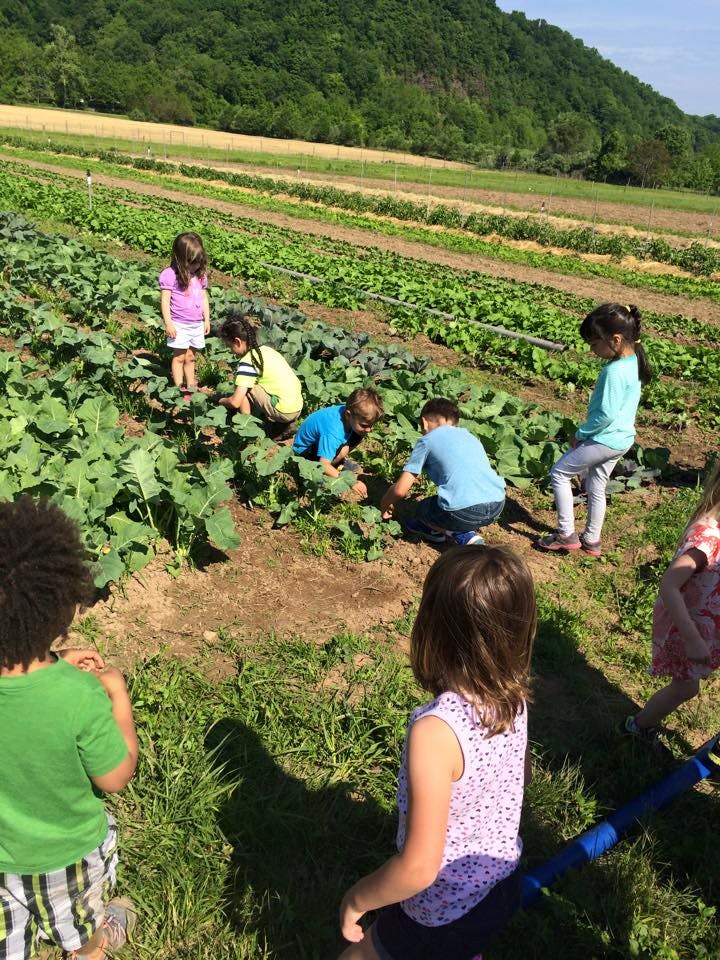 Children working in a field of plants