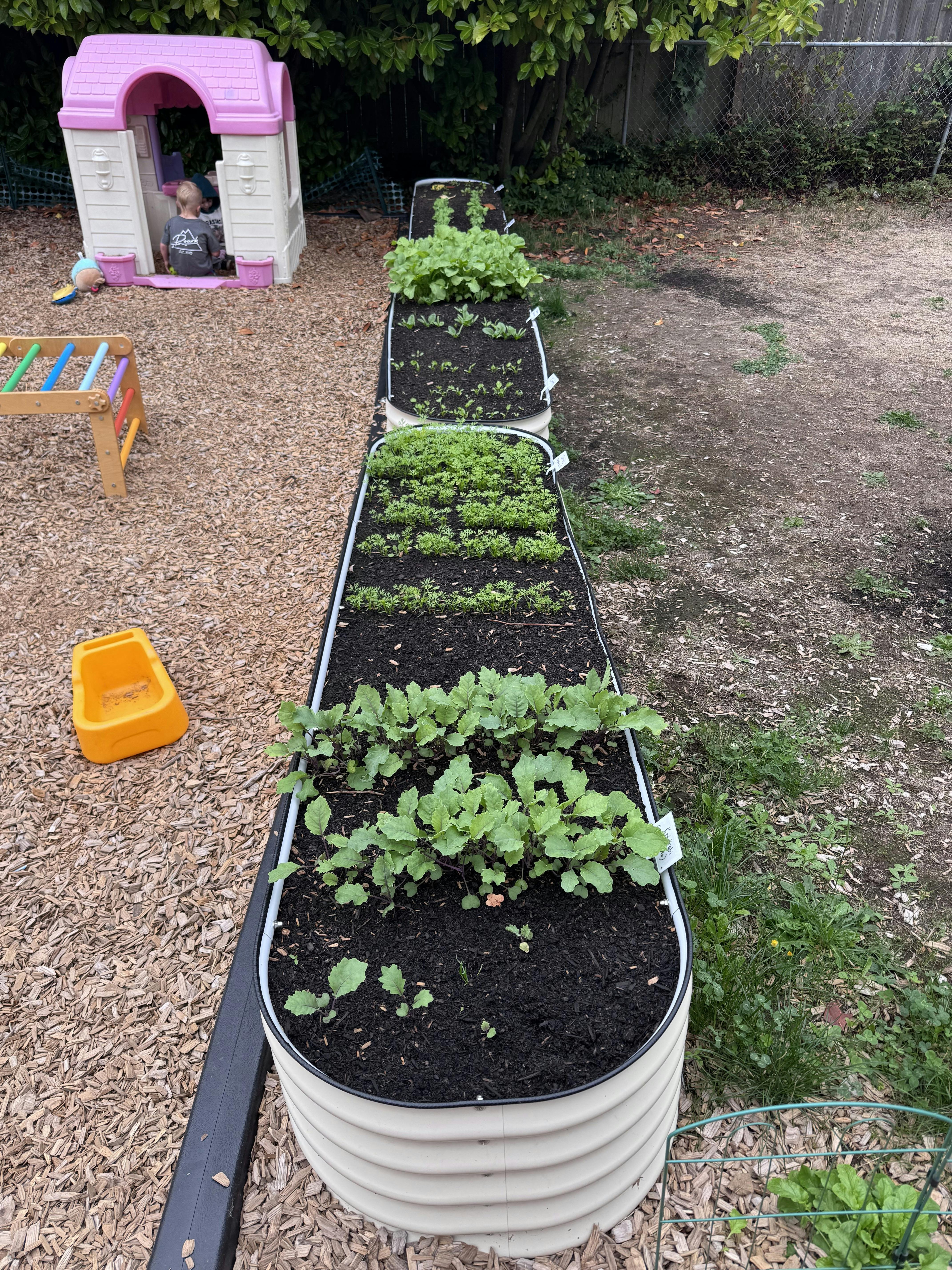 Raised garden beds with various plants growing