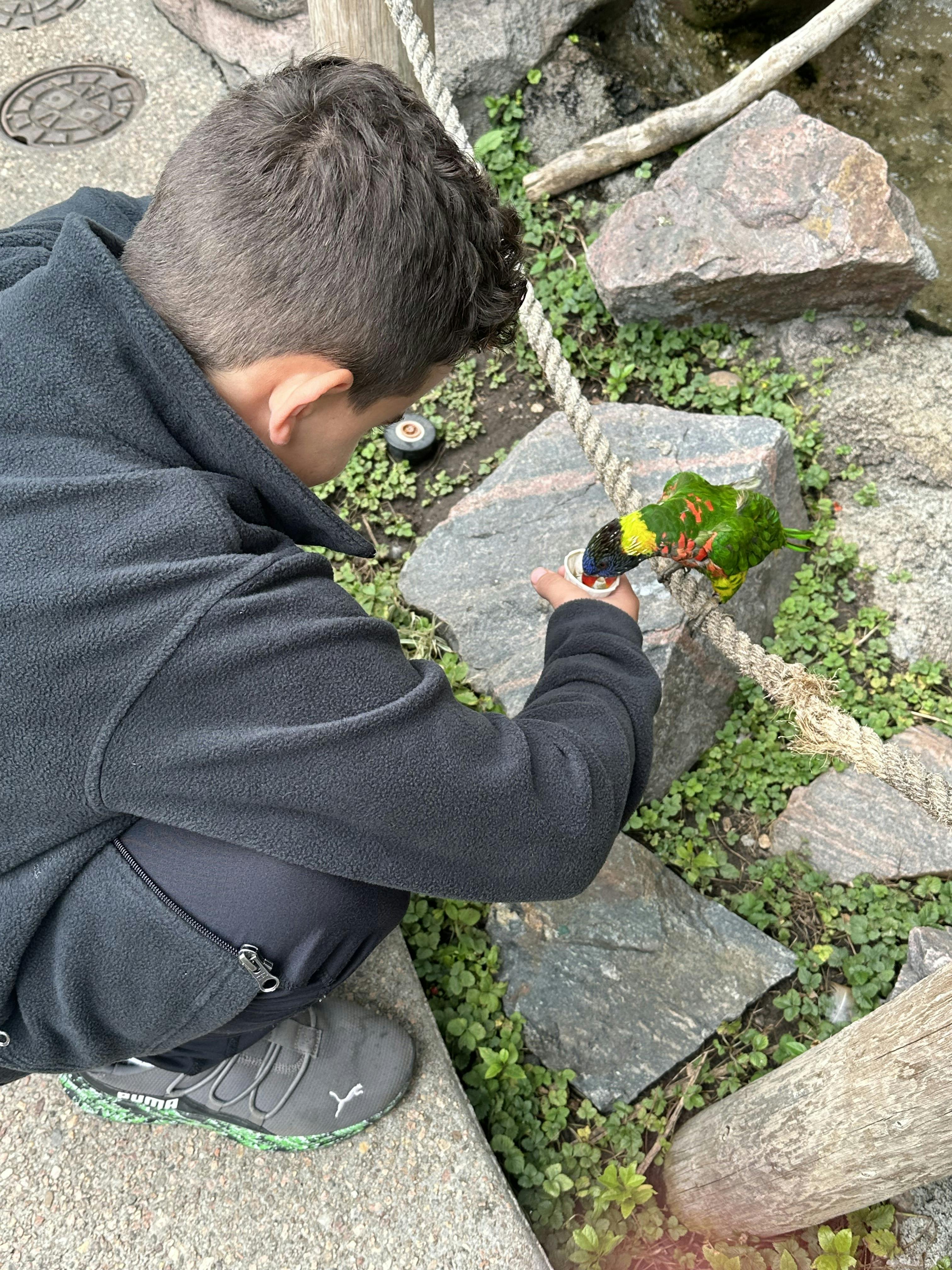 Child feeding a bird from a small cup